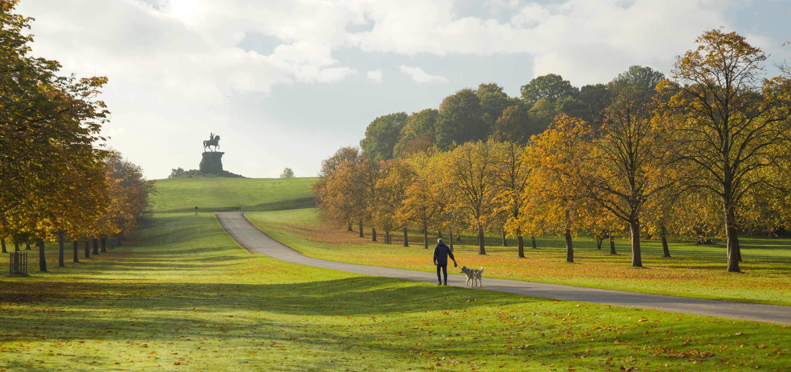 A person walking a dog through the long walk and deer park.