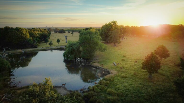 The Long Walk & Deer Park - Windsor Great Park