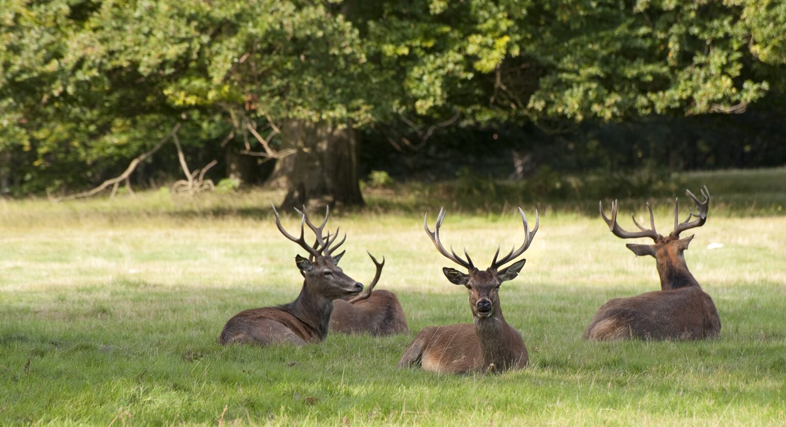 The Long Walk & Deer Park - Windsor Great Park