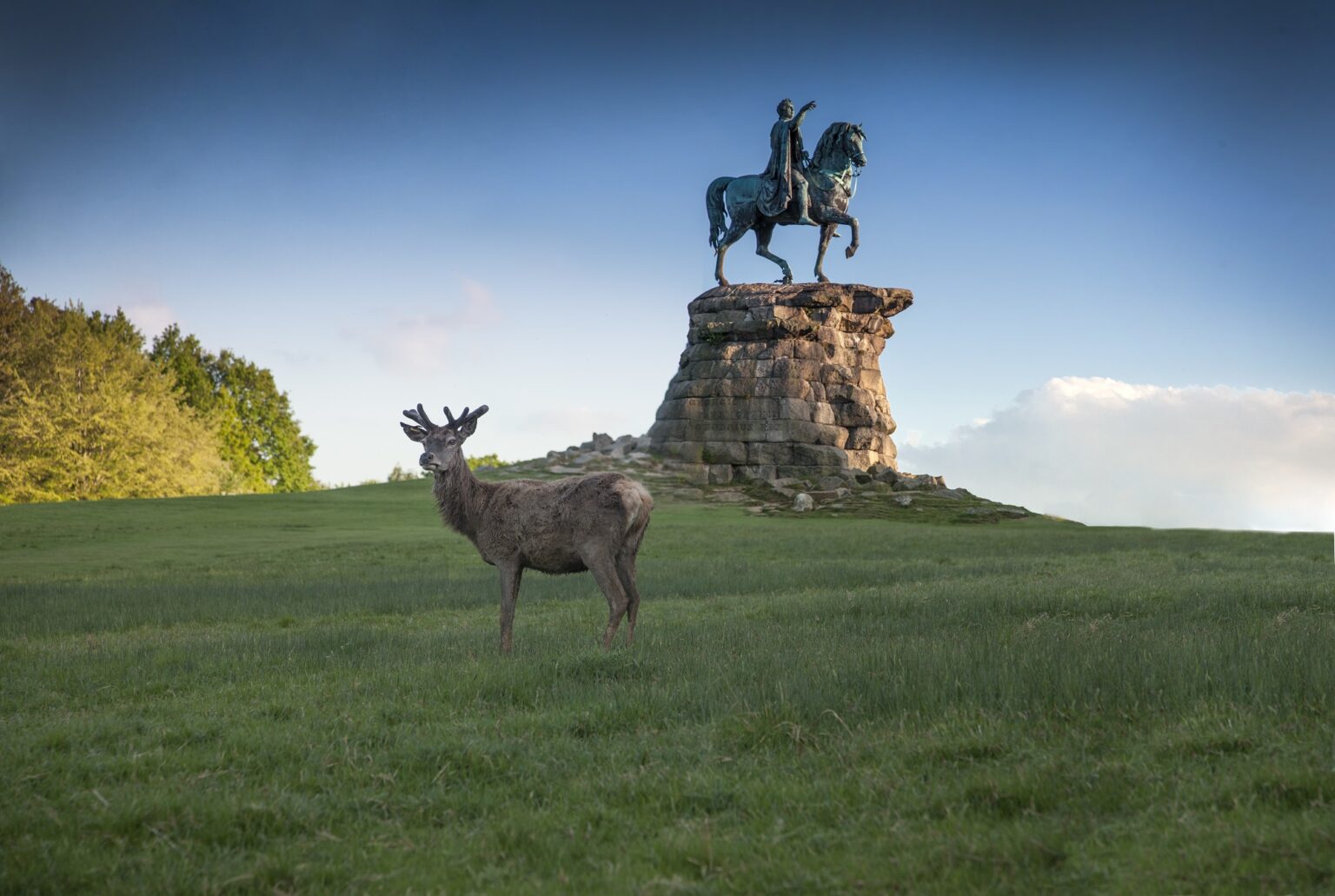 The Long Walk & Deer Park - Windsor Great Park