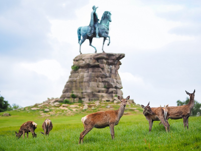 The Long Walk & Deer Park - Windsor Great Park