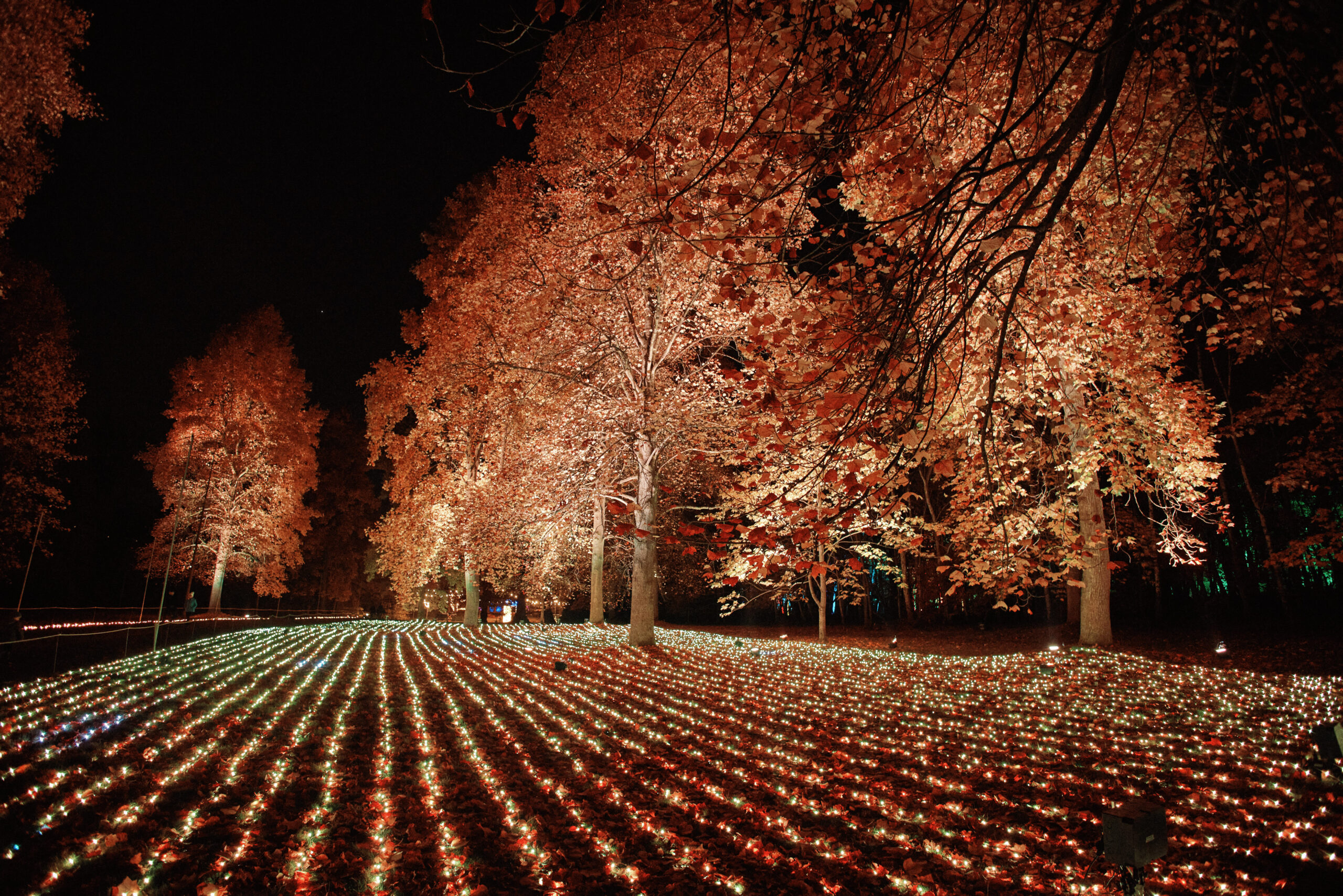 Field and trees of coloured lights at Windsor Great Park Illuminated.