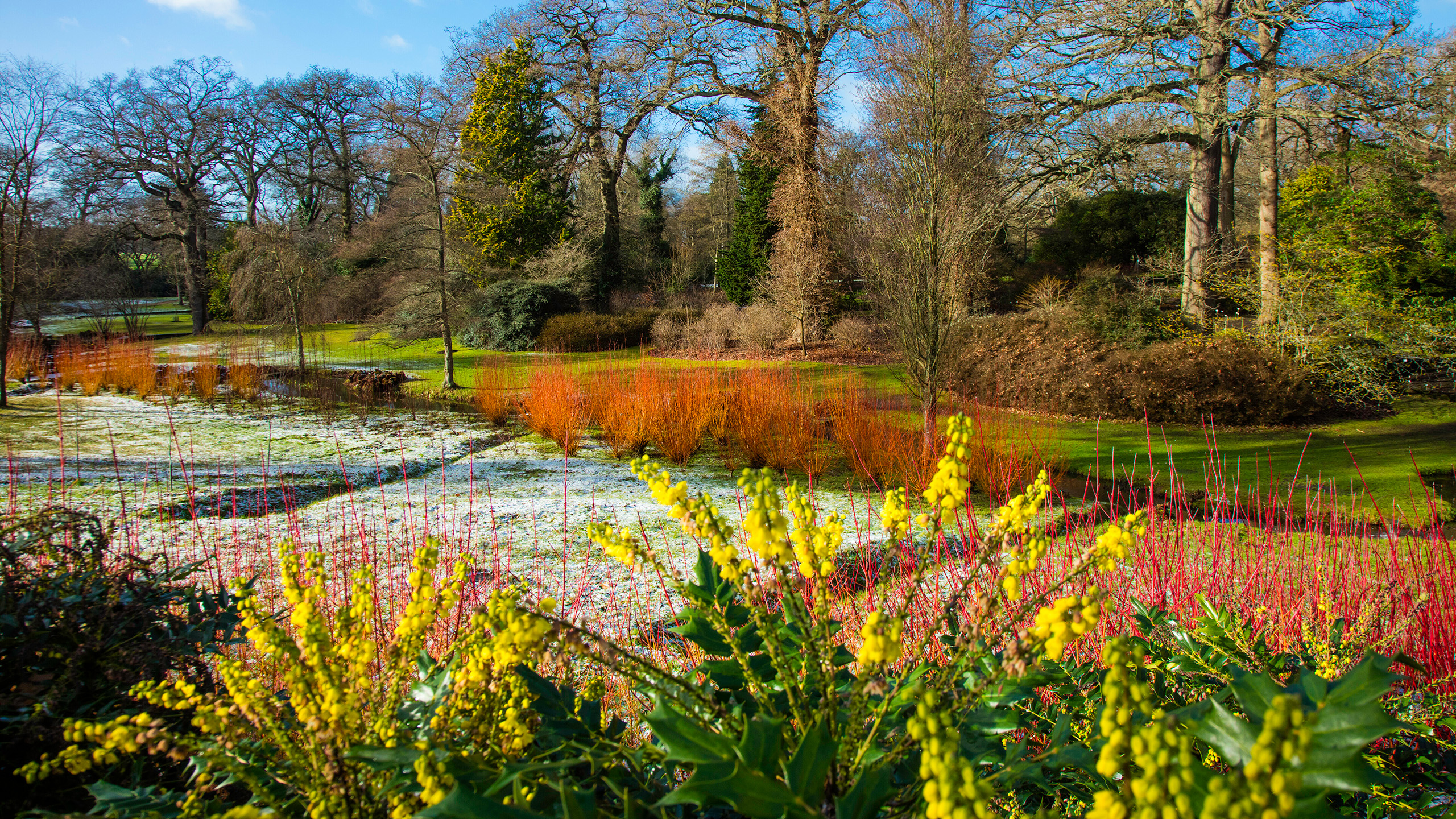 Yellow mahonia sit at the foreground with a snow speckled garden behind and bare trees