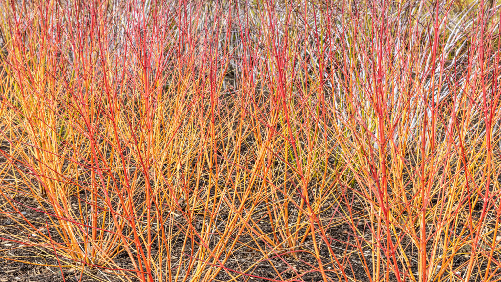 Shrubs of orange-red stems 