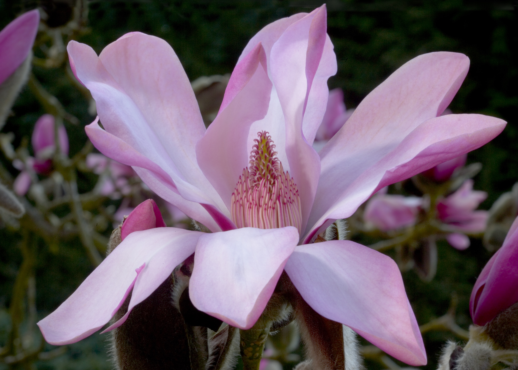 A close up of a large rich pink magnolia flower.