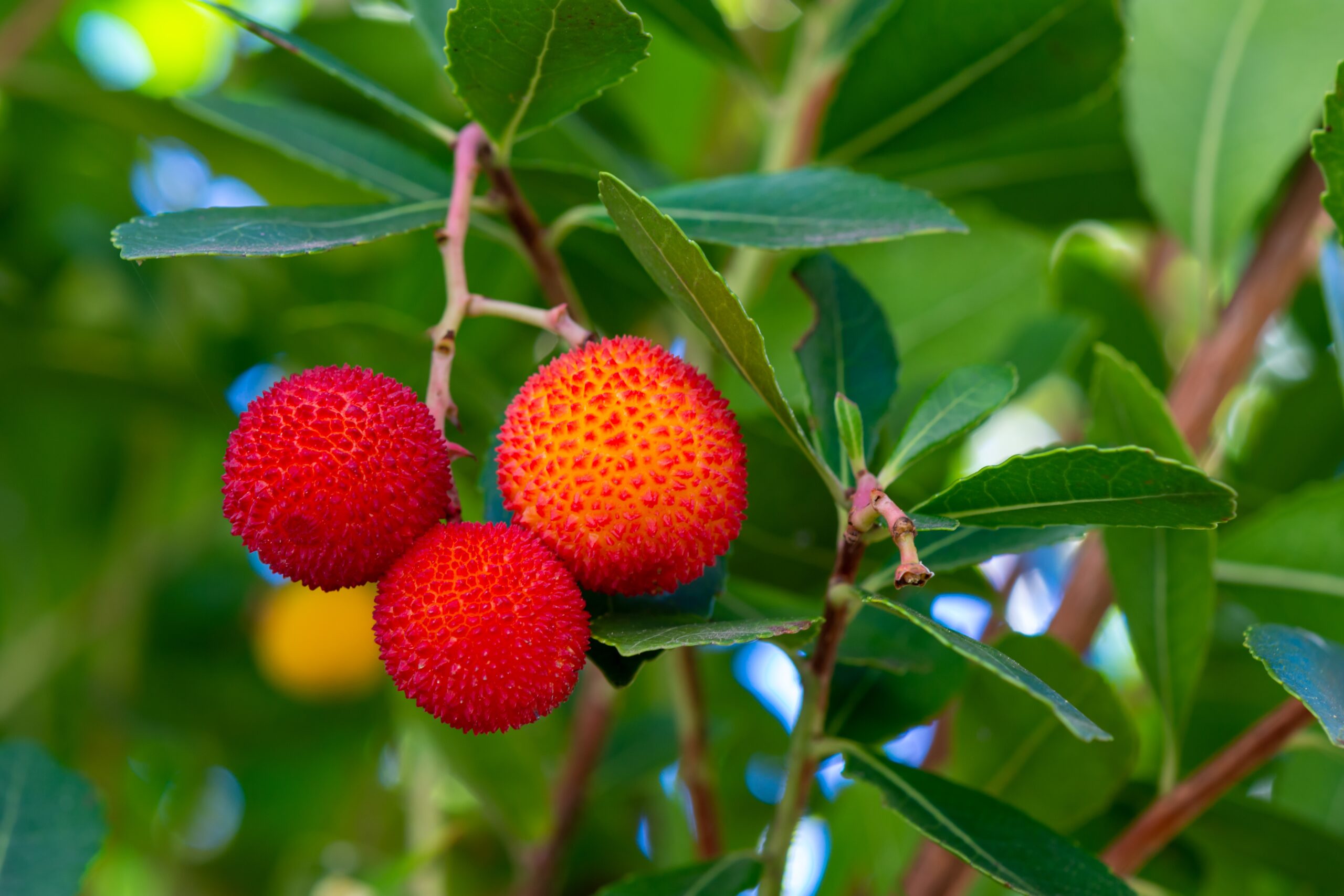 The orange-red fruit of the strawberry tree.