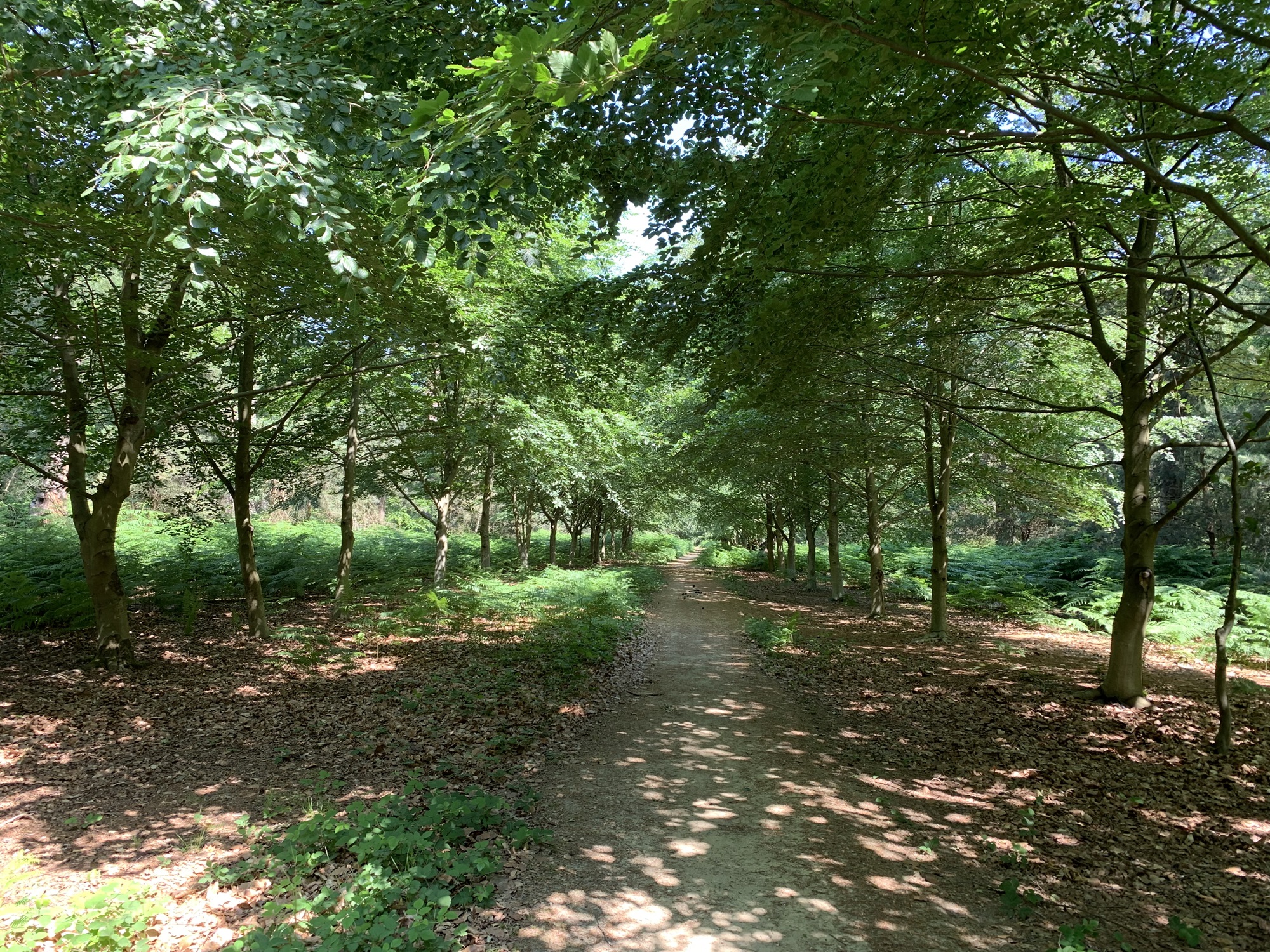 Gravel path surrounded by trees at Chobham Place Woods.