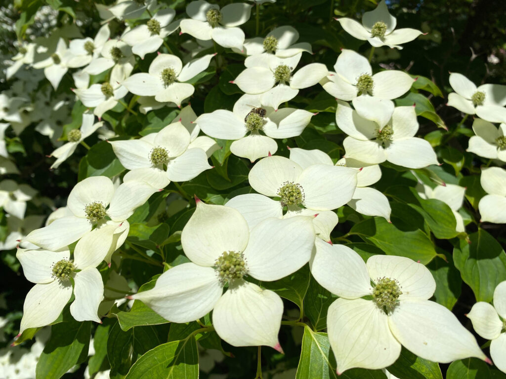 Green flowers surrounded by four large creamy-white petals