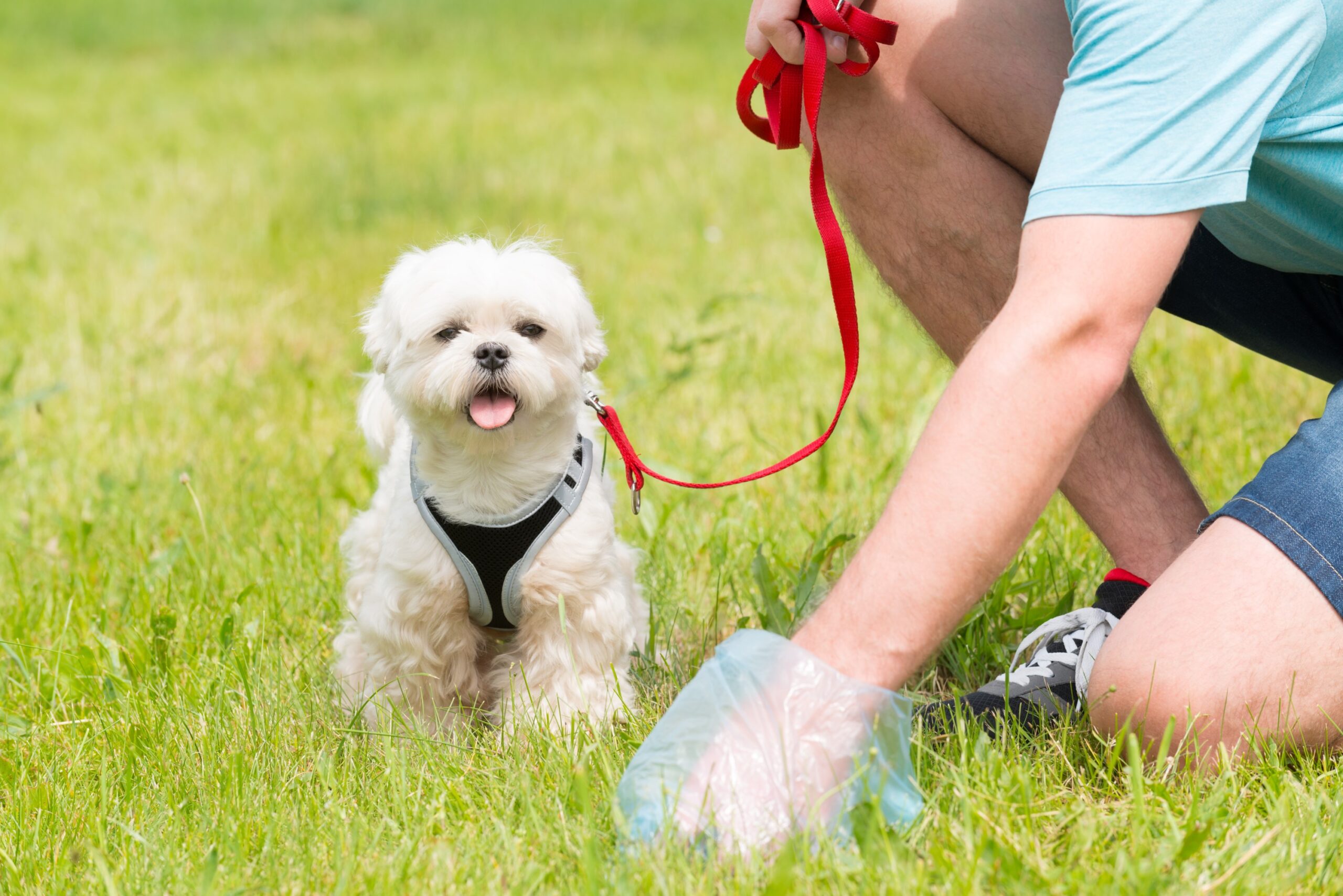 Dog owner with white dog picking up poo.