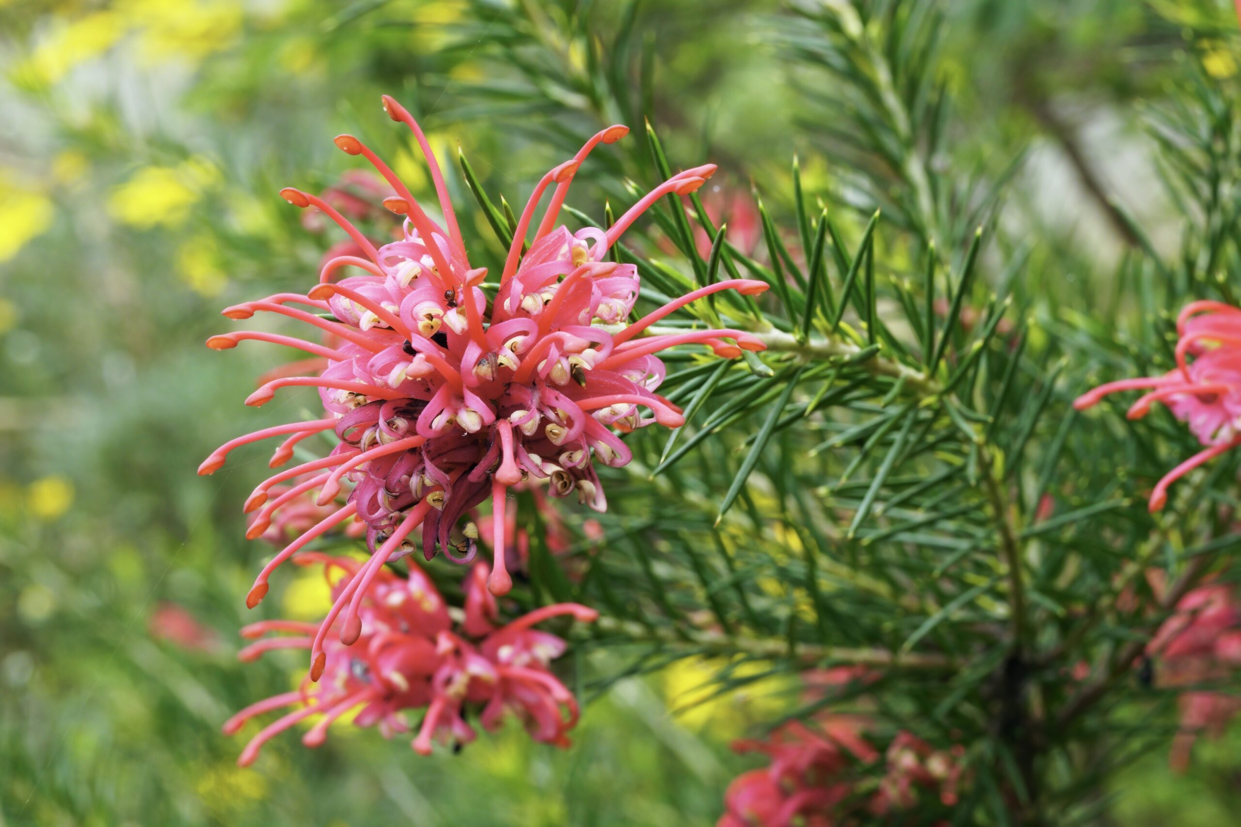 Pink flowers at the end of a green stem of Rosemary Grevillea..