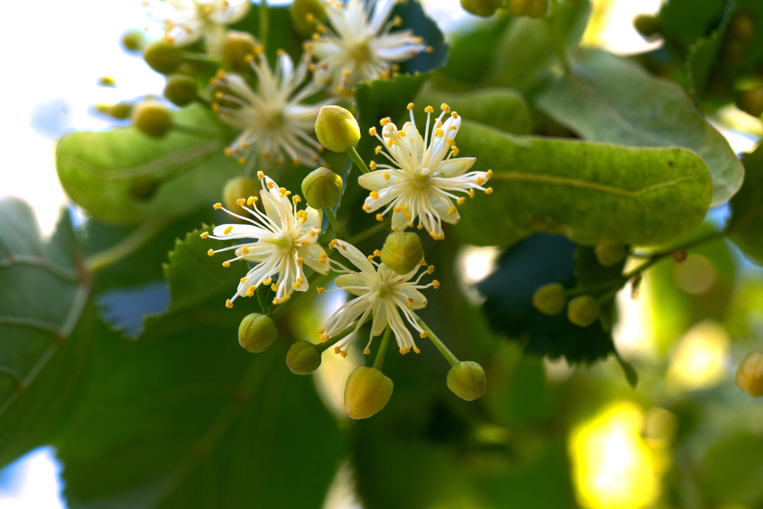 A close up of Japanese lime tree blossom.