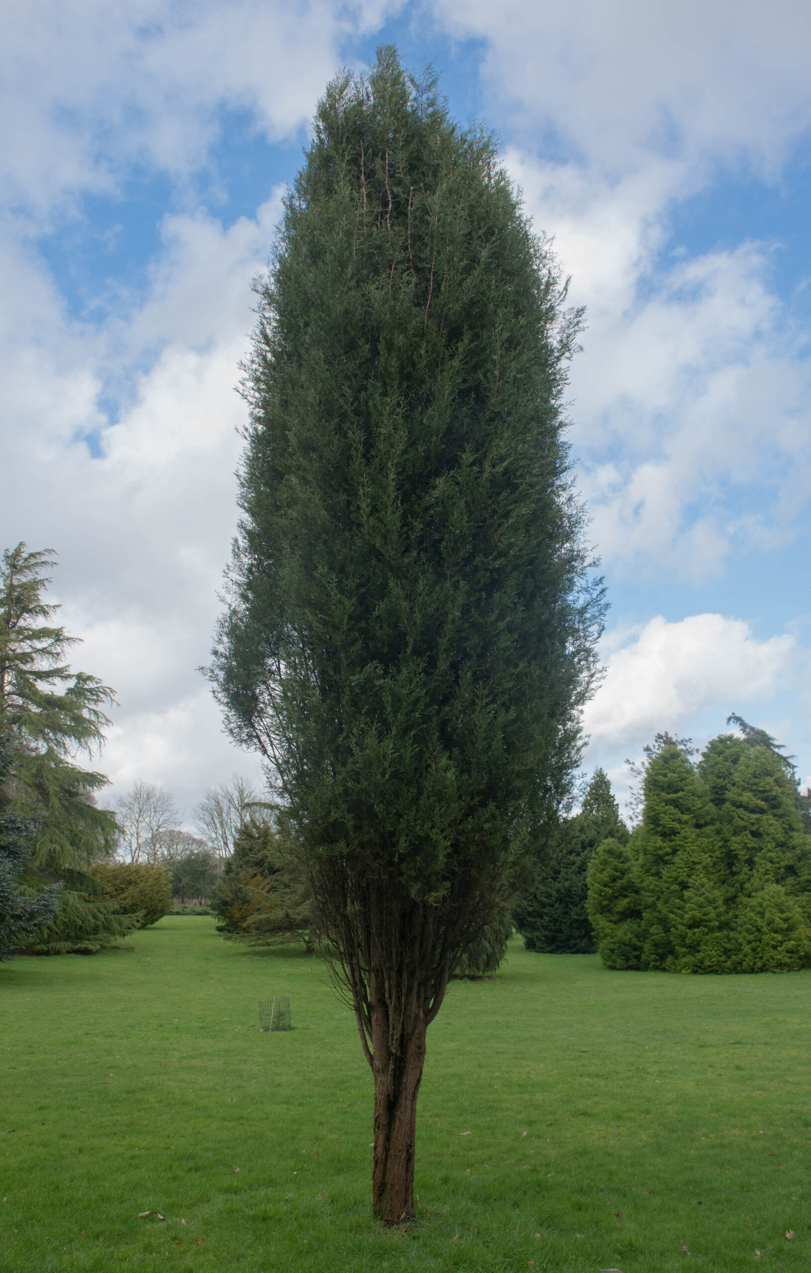 A single Tsango Cypress tree.