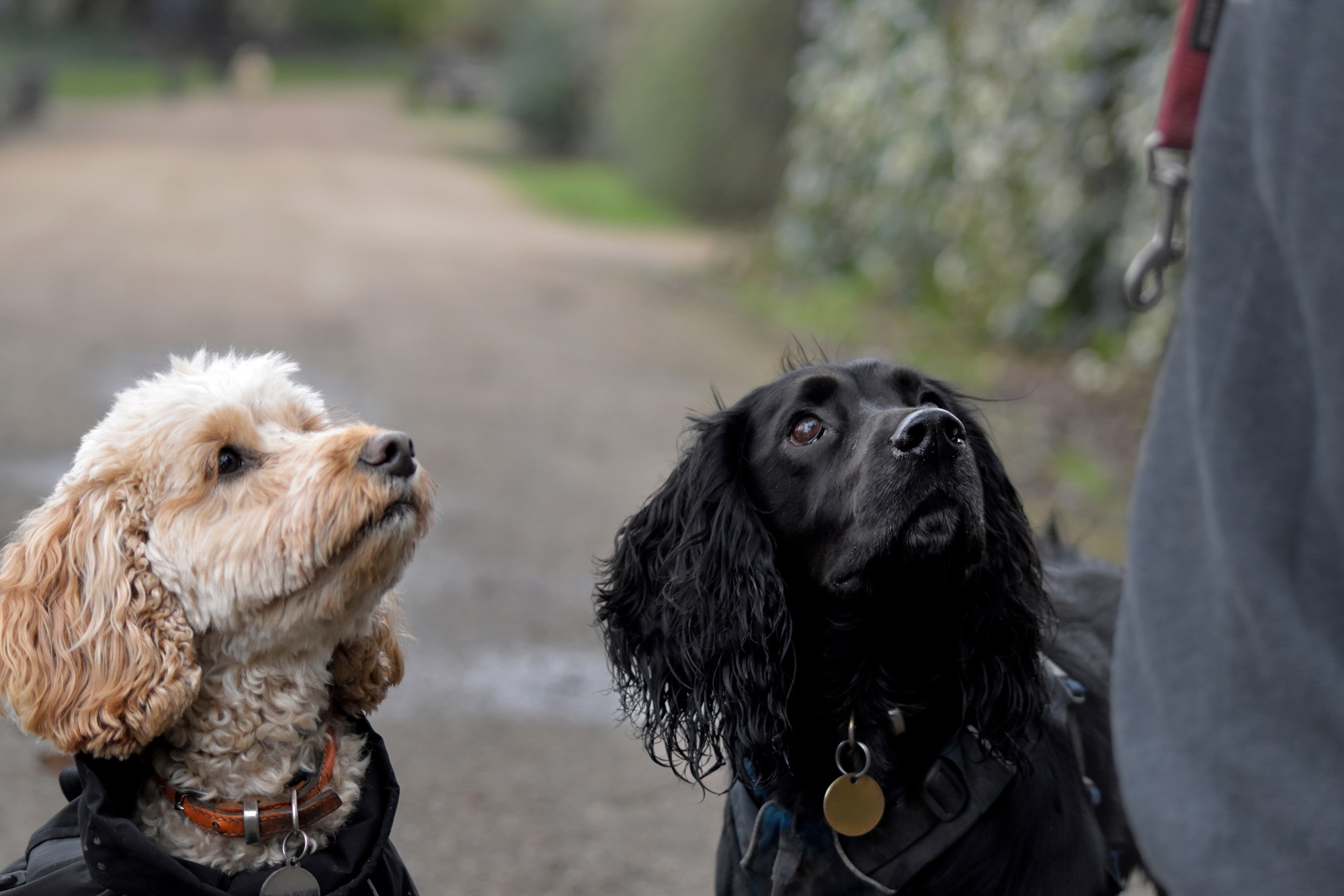 Two dogs off lead looking up at their owner.