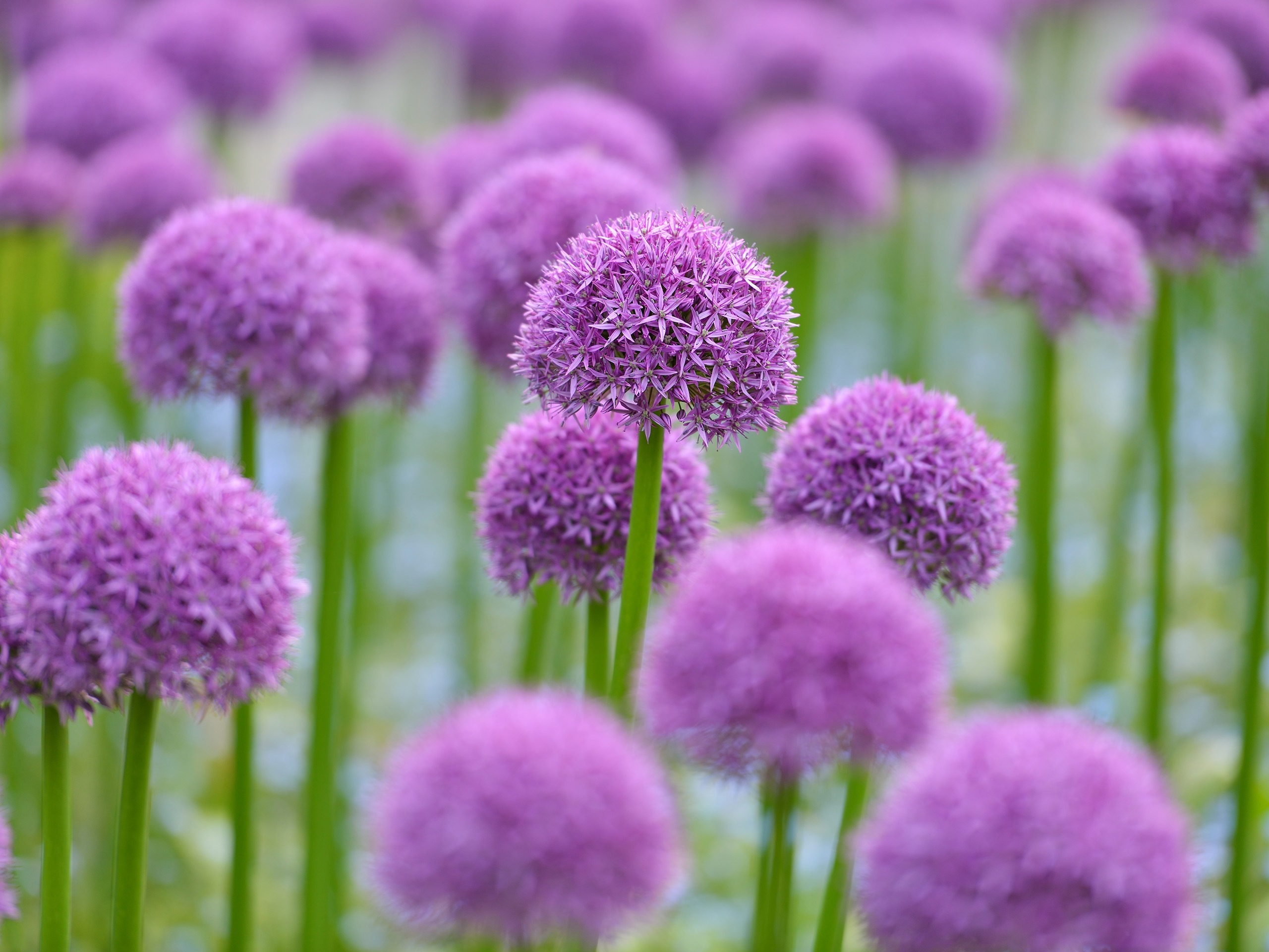 Large rounded purple flower heads on tall green stalks.
