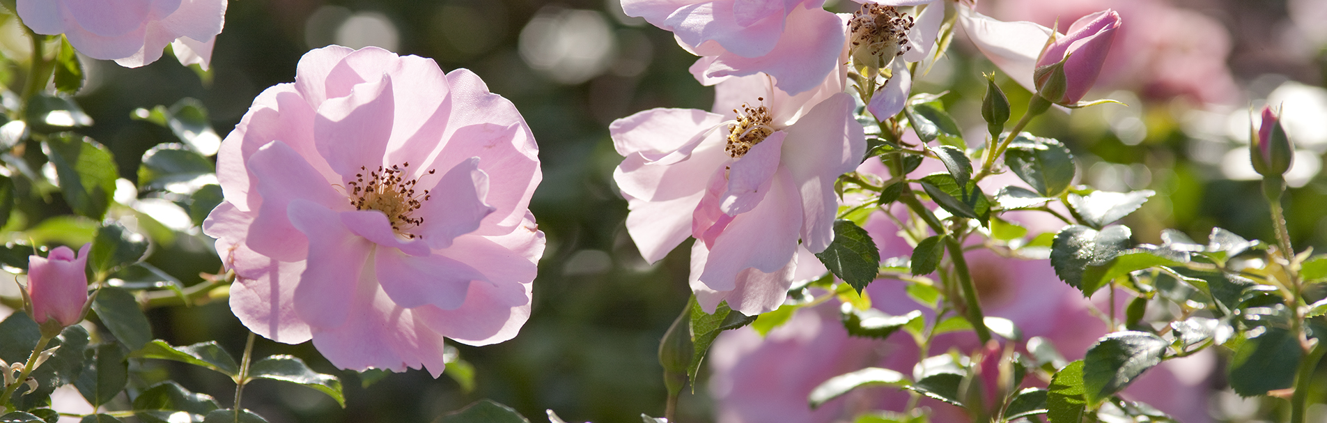 Pastel pink flowers of The Queen Mother Rose.