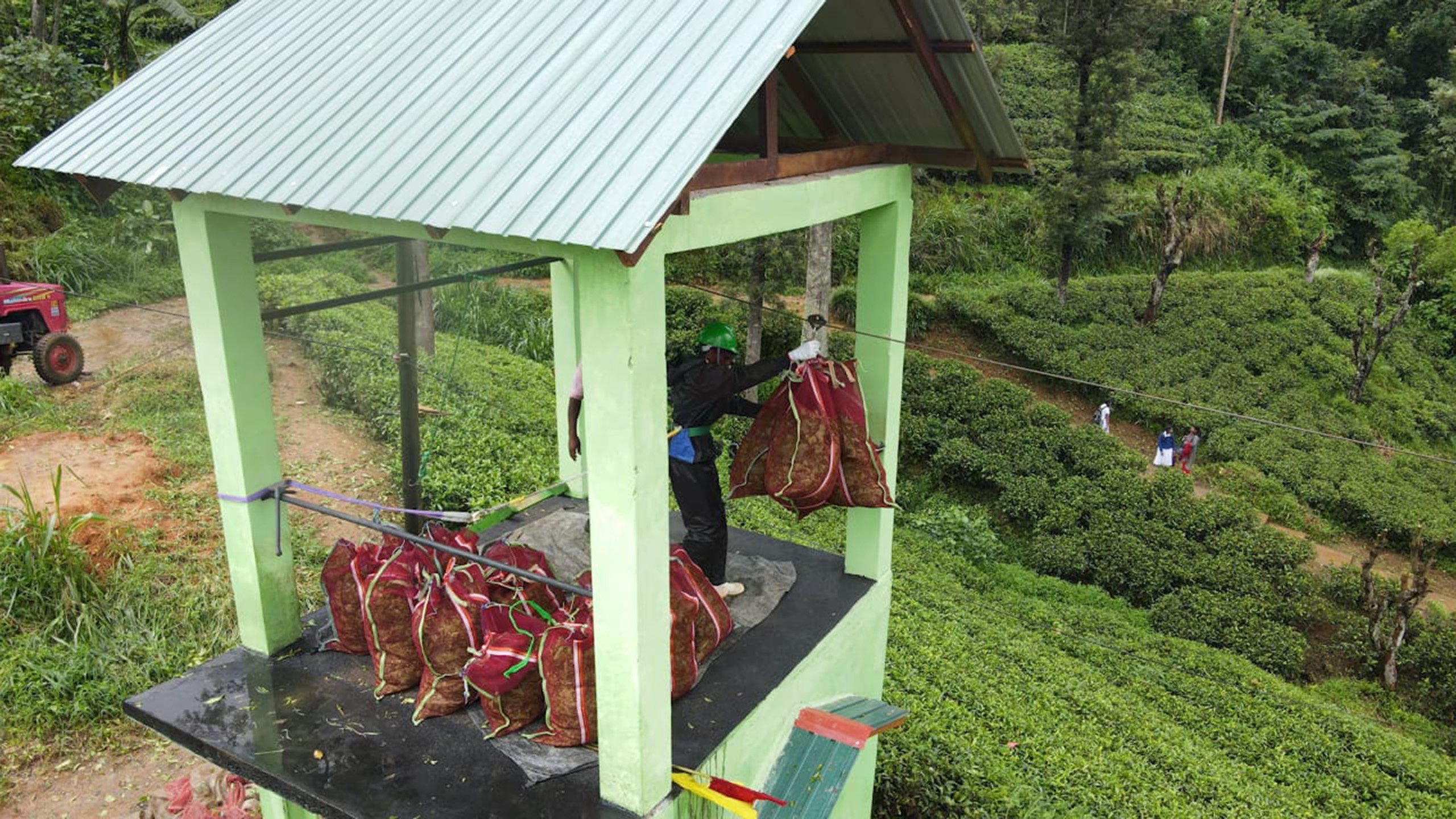 A wooden tower above a tea field, where a person is tying bags to a zip wire.