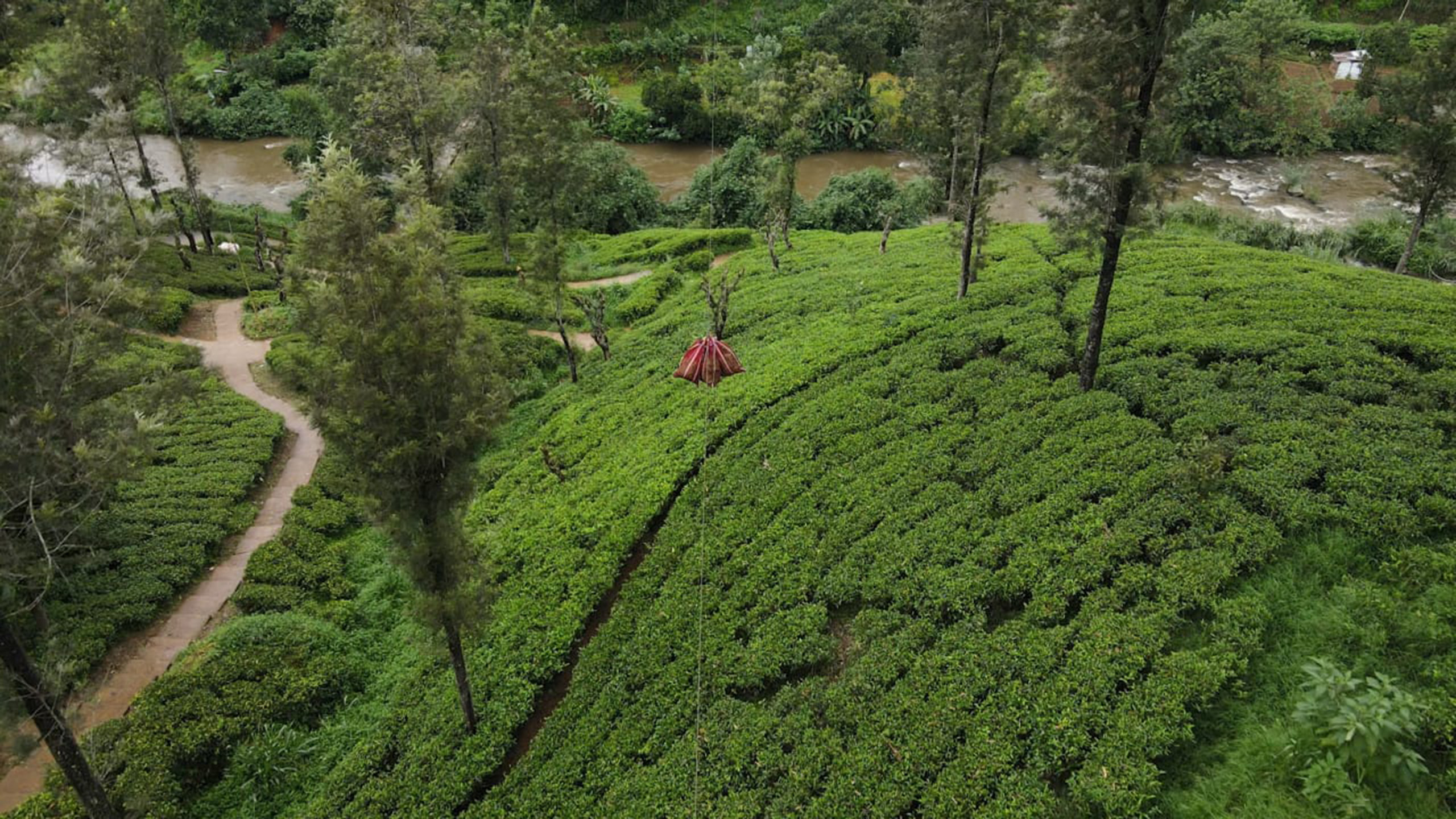 An aerial view of bags of tea leaves travelling on a zip wire above fields of tea leaves.