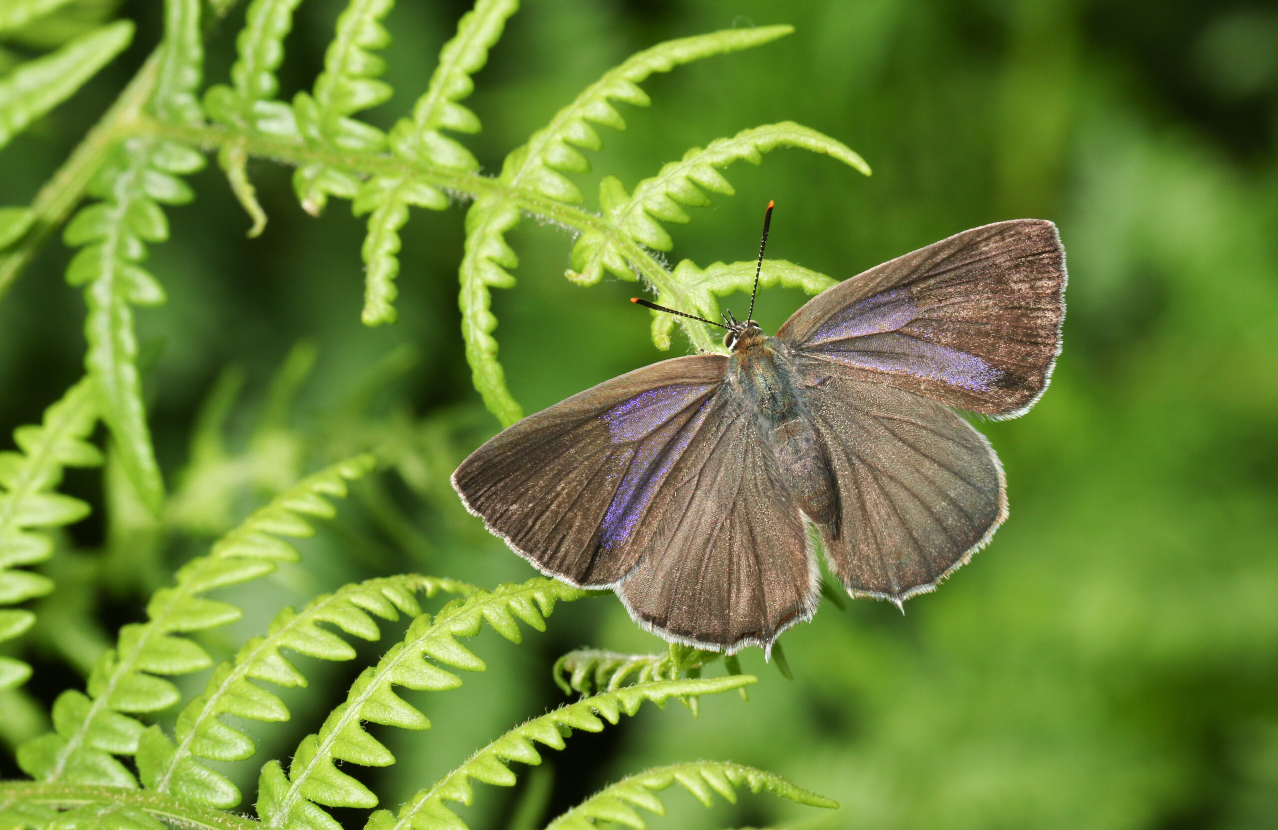 A pretty female Purple Hairstreak butterfly (Favonius quercus) perched on bracken.