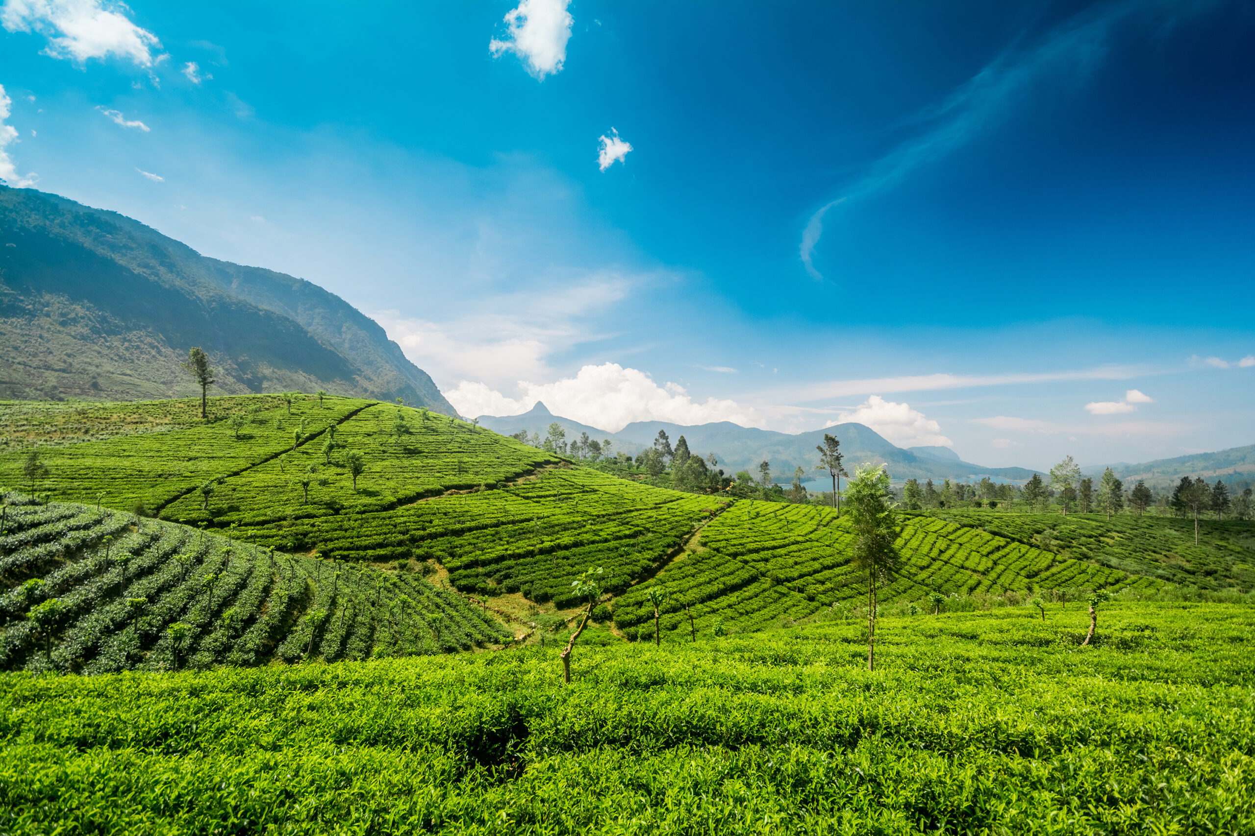 Fields of tea stretch into the distance with a blue sky and mountains on the horizon.