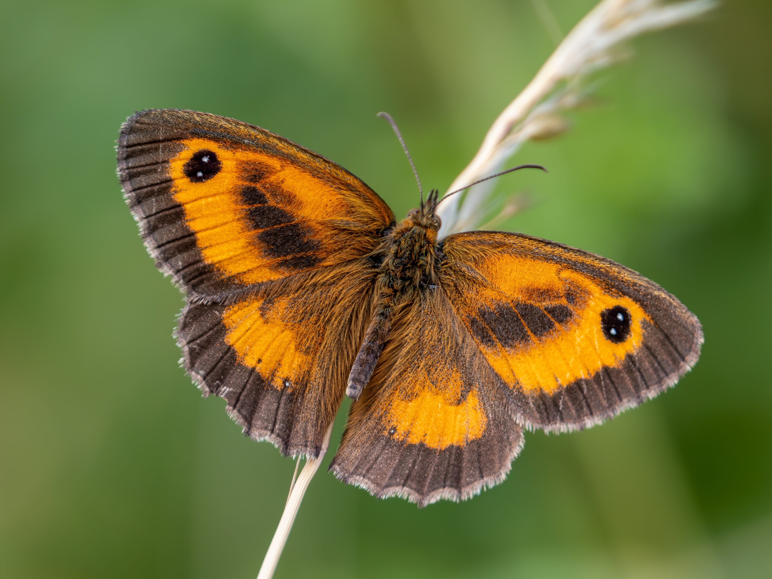 Gatekeeper butterfly, wings spread, resting on a grass stem.