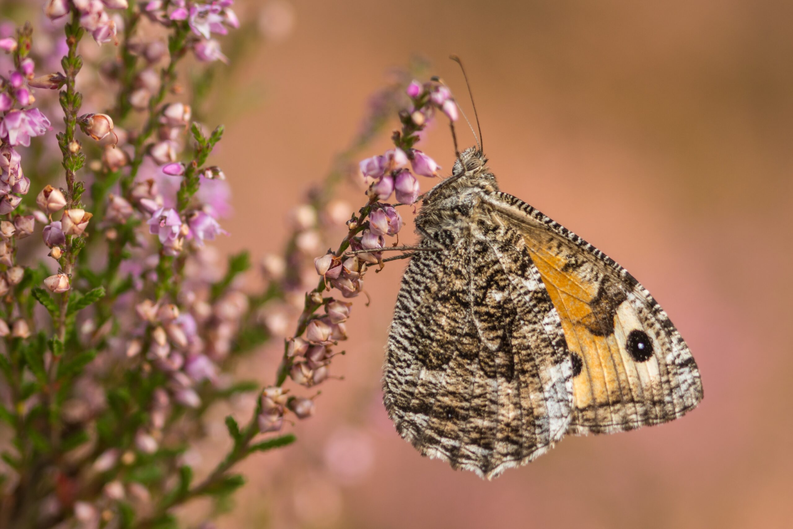 Grayling butterfly feeding off of purple heather.