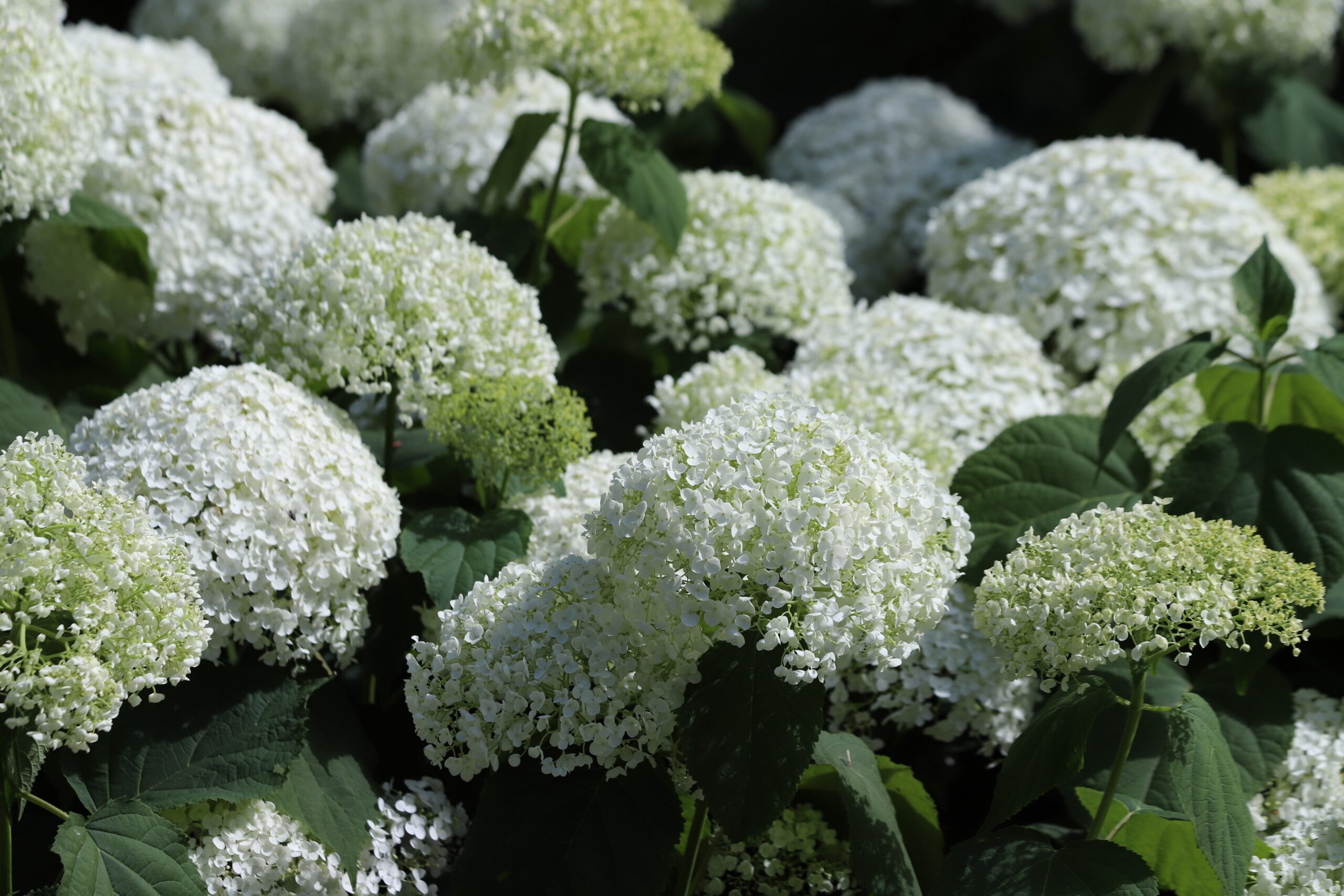 Clusters of spherical white flowers.