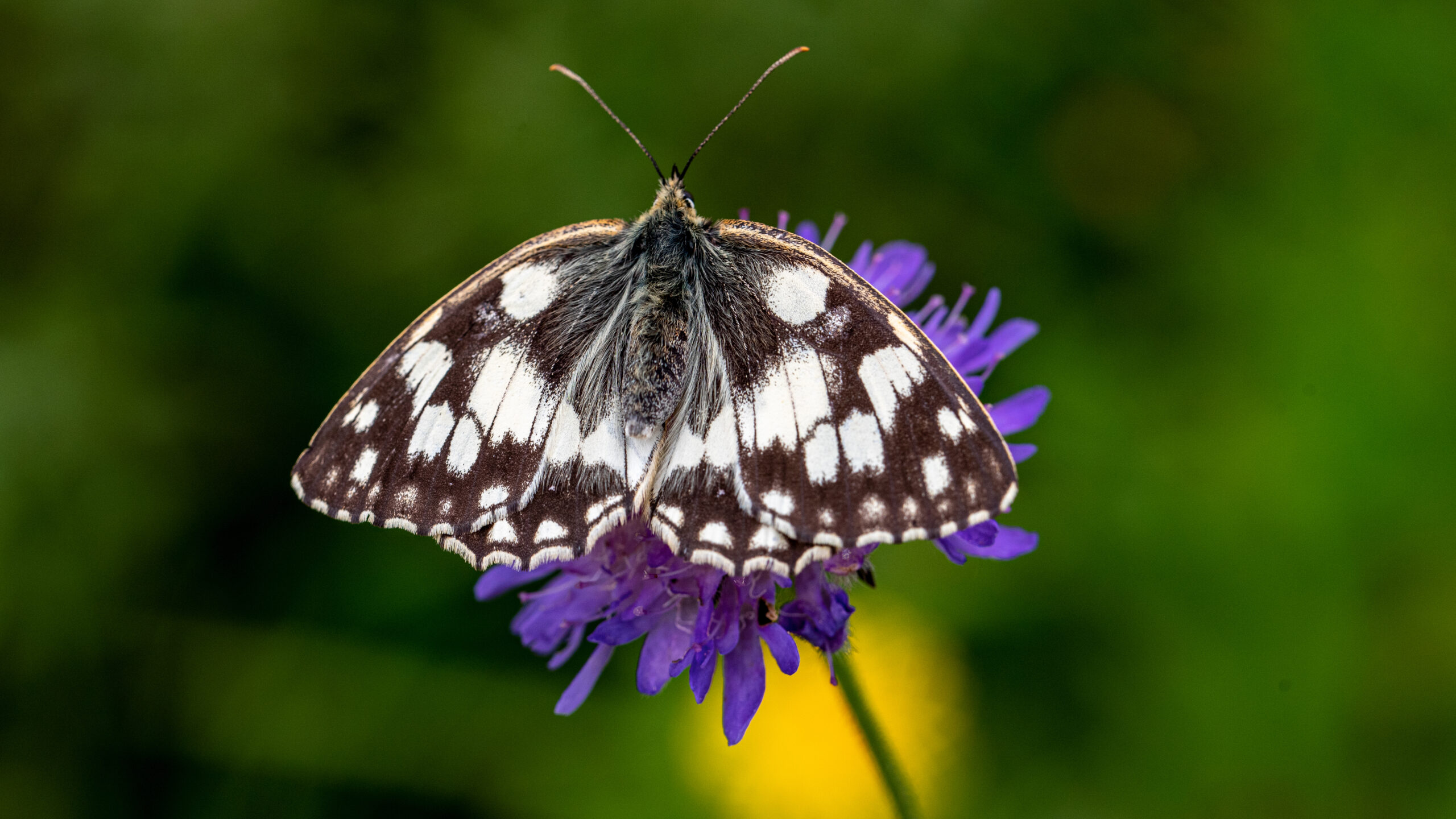 Marbled white butterfly (Melanargia galathea), wings spread, sitting on a purple flower.