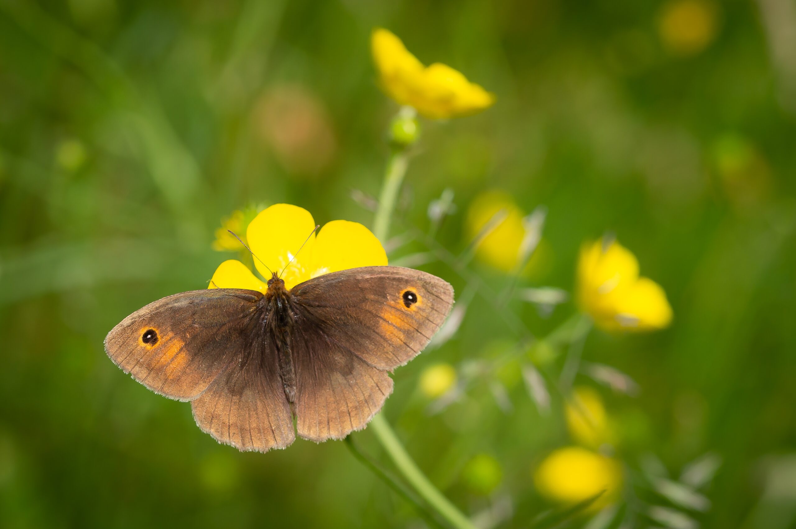 Meadow Brown butterfly, wings spread, sitting on a buttercup.