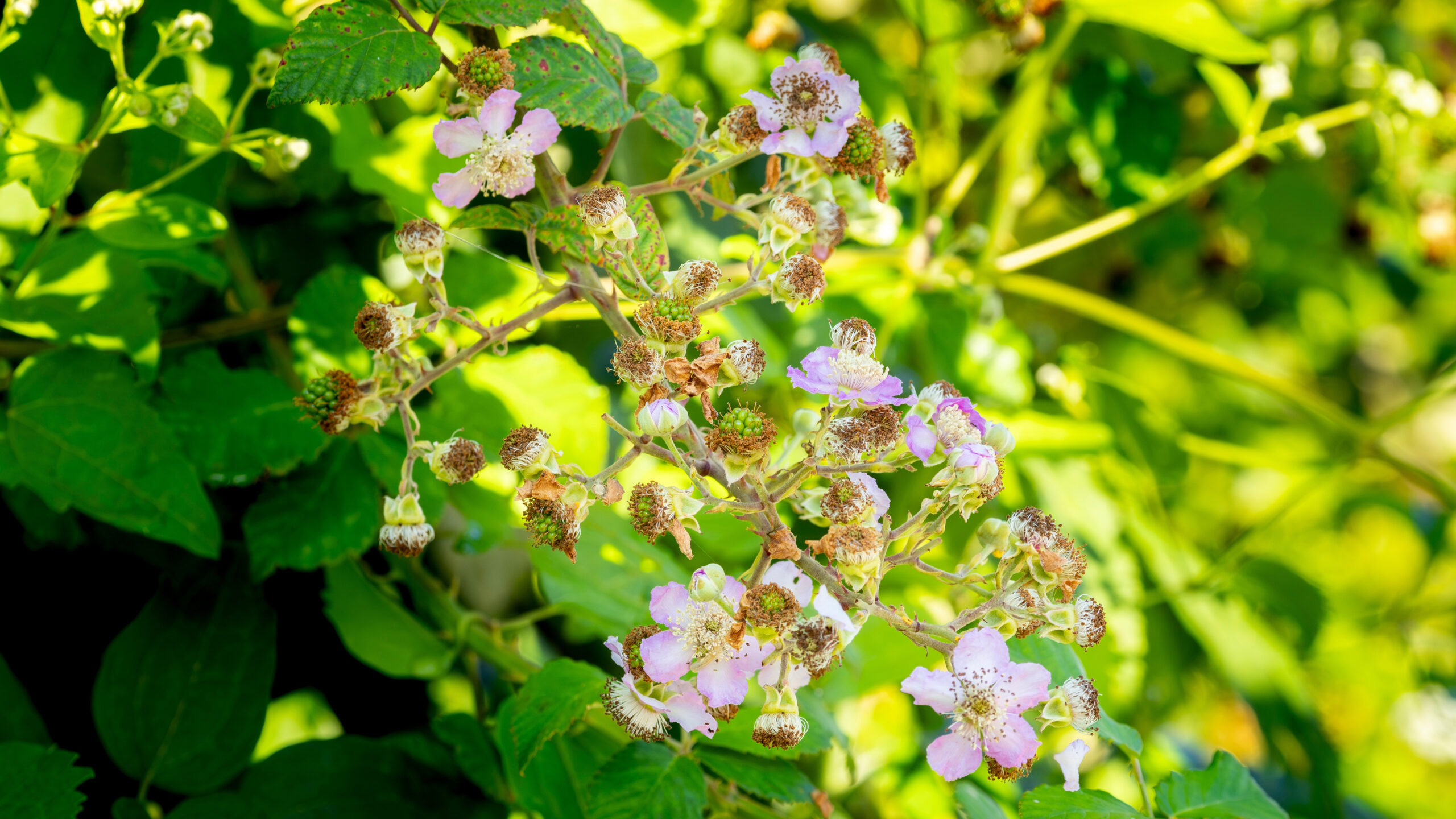 Pink blackberry flowers and unripe blackberries ( Bramble - Rubus ulmifolius).