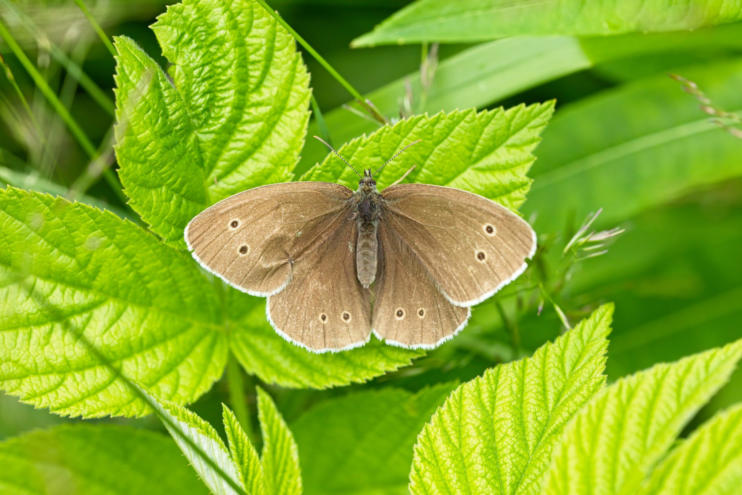 Ringlet butterfly, wings spread, resting on a green leaf.