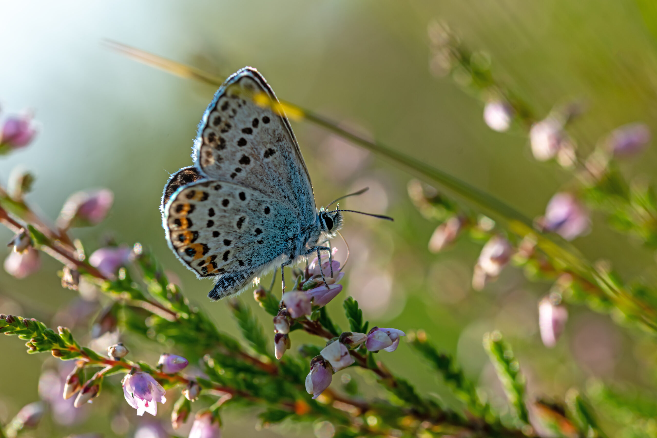 Side shot of a silver studded blue butterfly on a heather flower in the sunshine.