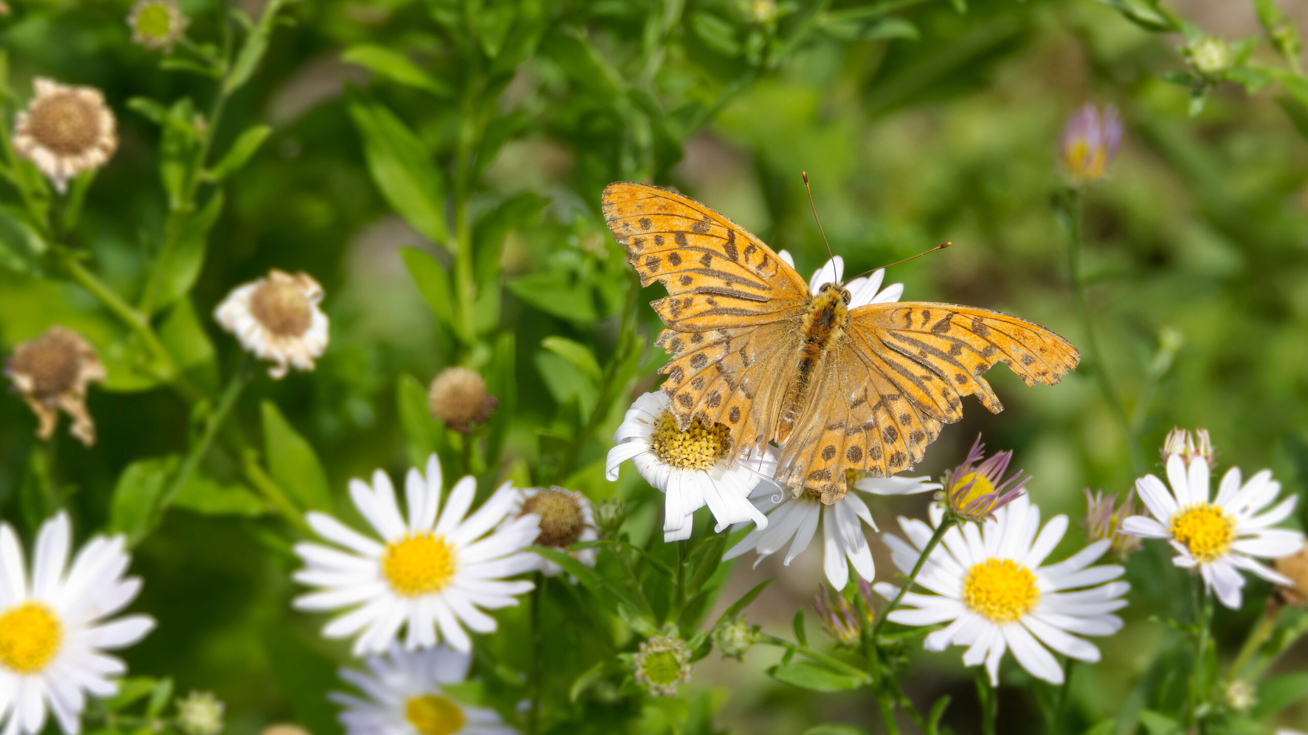 Silver-washed Fritillary butterfly (Argynnis paphia) sitting on a daisy.