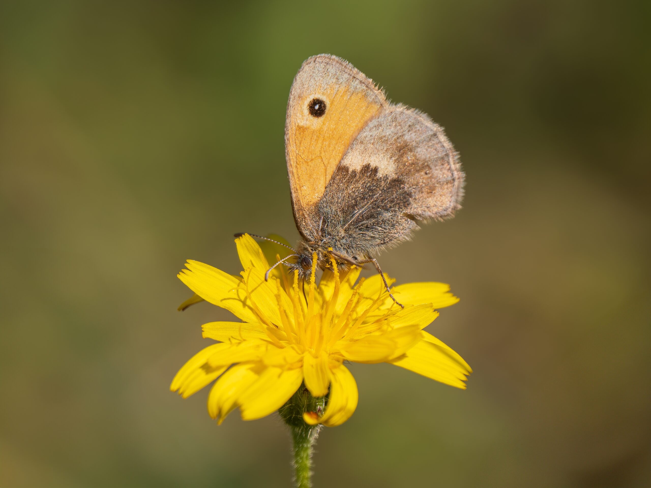 Small Heath butterfly sitting on a yellow flower.