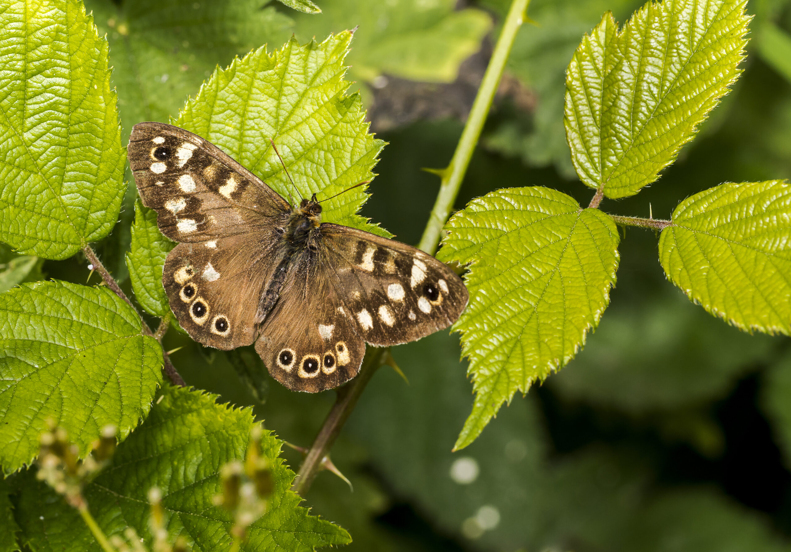 Speckled Wood butterfly, wings spread, resting on a green leaf.