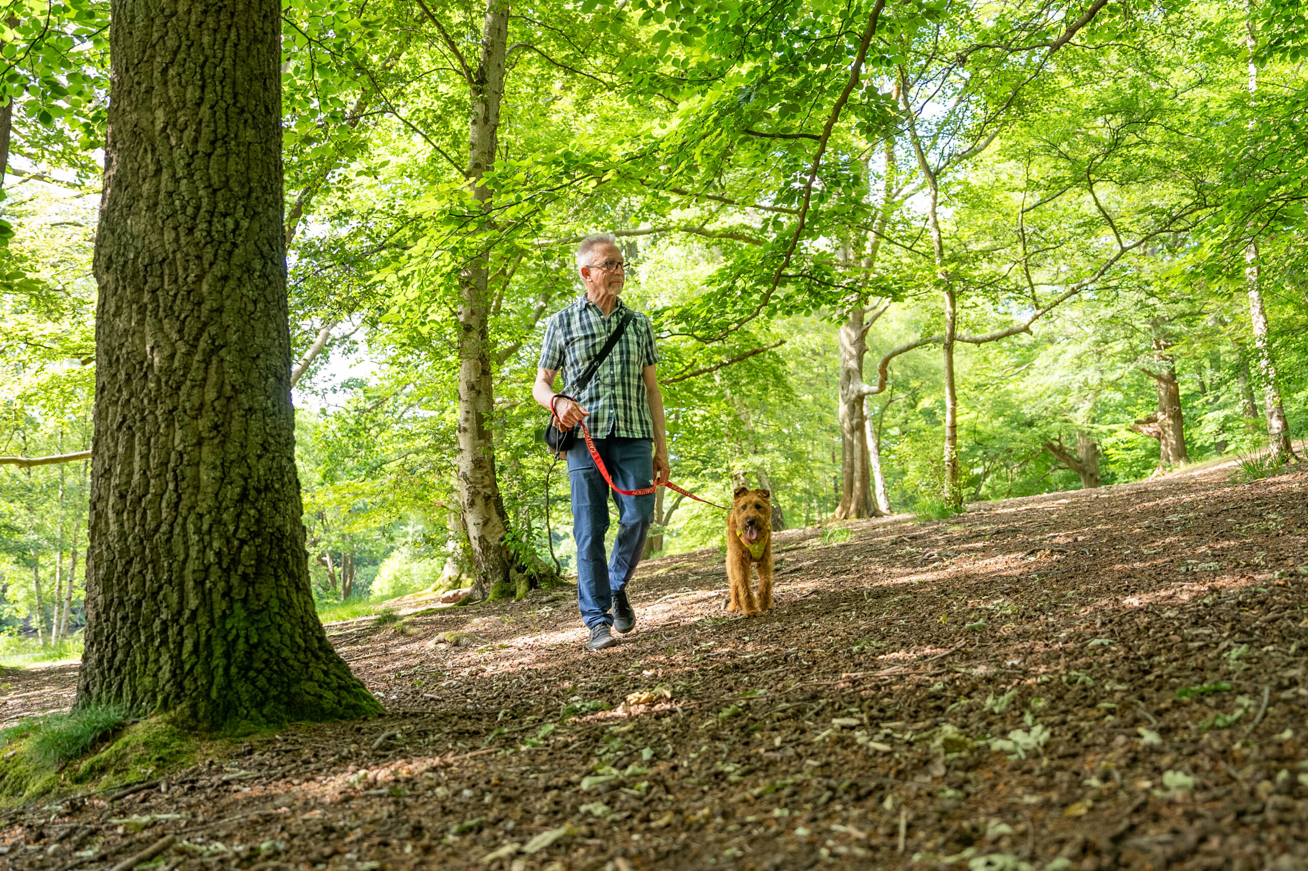 A visitor with a dog on lead is walking along a rough footpath of soil, twigs and sticks, under a canopy of trees.