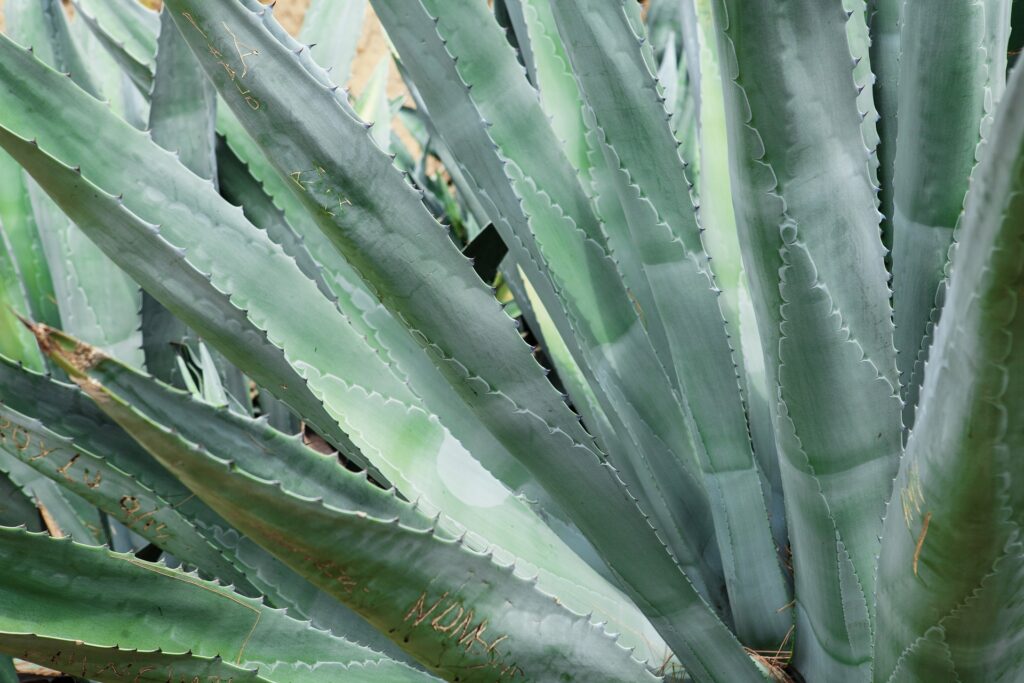 Green prickly edged leaves of the Agave americana.