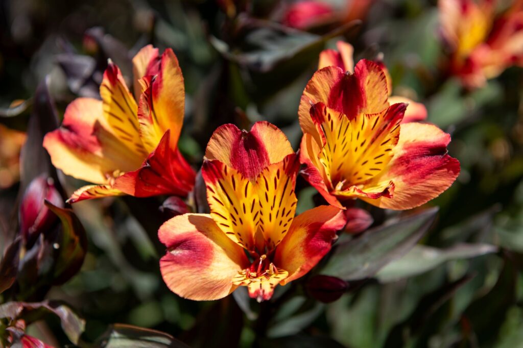 Large, funnel-shaped flowers which are bright copper-orange, with bright yellow on the inner petals, streaked and speckled purple-brown.