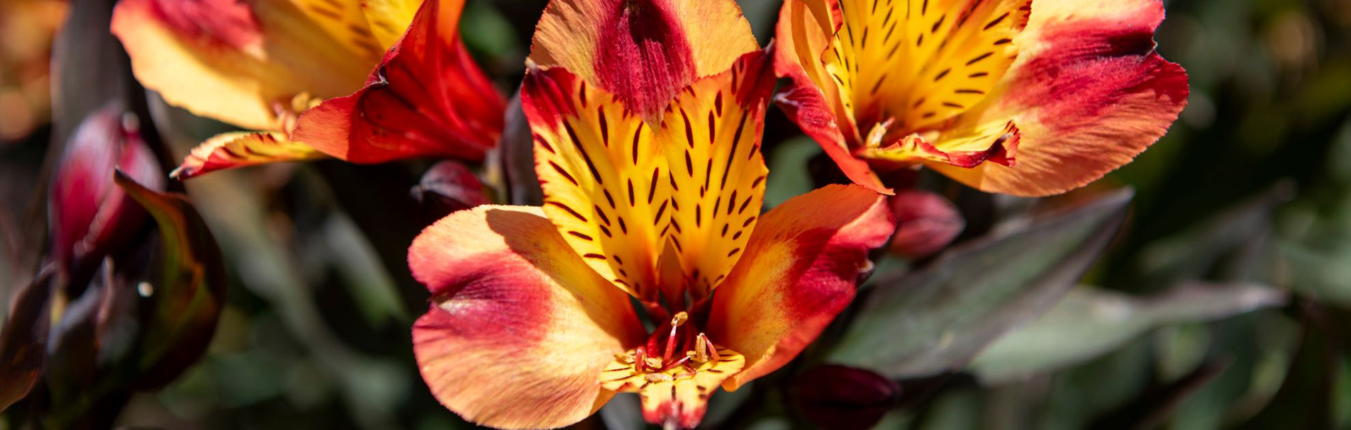 Large, funnel-shaped flowers which are bright copper-orange, with bright yellow on the inner petals, streaked and speckled purple-brown.