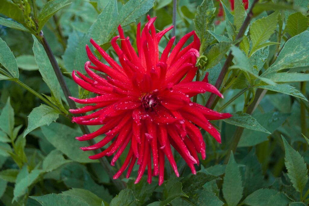 Bright red spike flowers surrounded by dark green leaves.