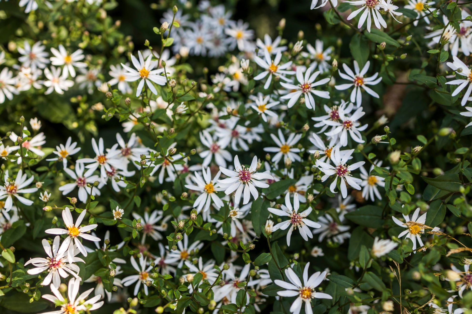 Delicate white petal flowers with green foliage.