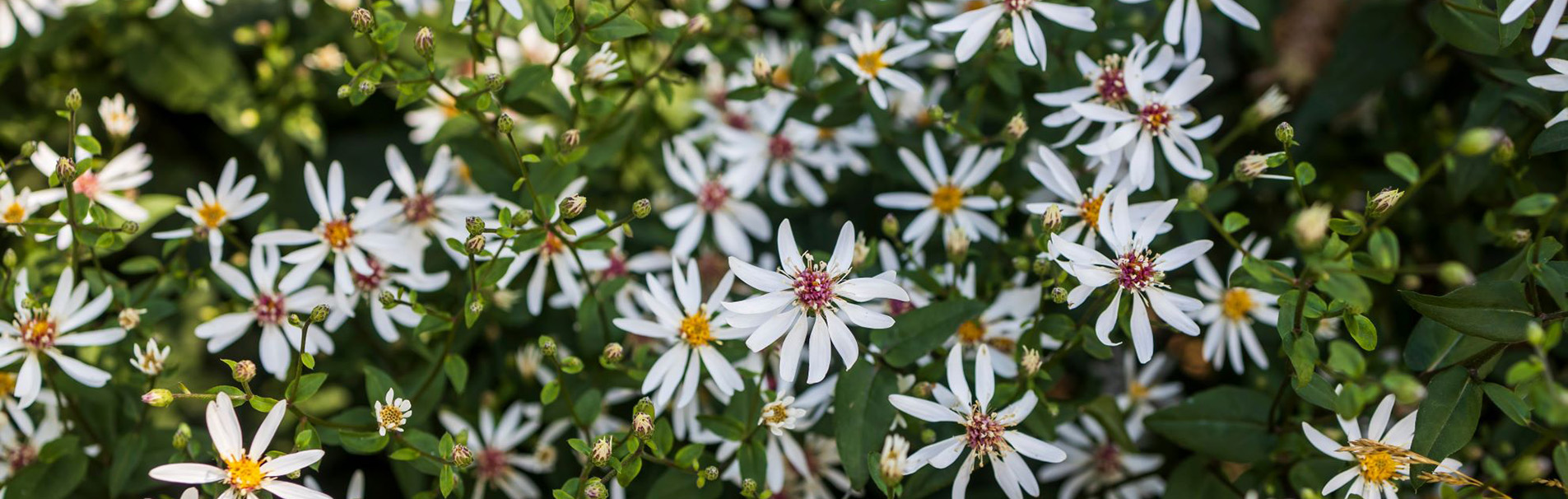 Delicate white petal flowers with green foliage.