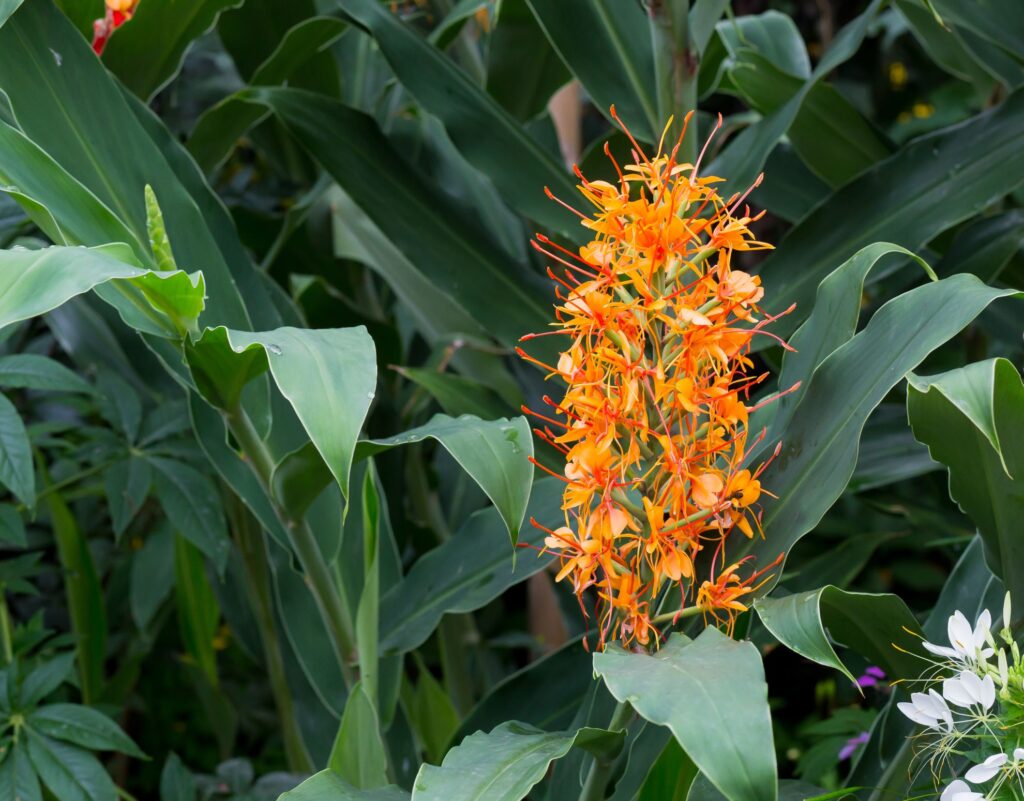 Bright orange stemmed flower with dark green foliage.