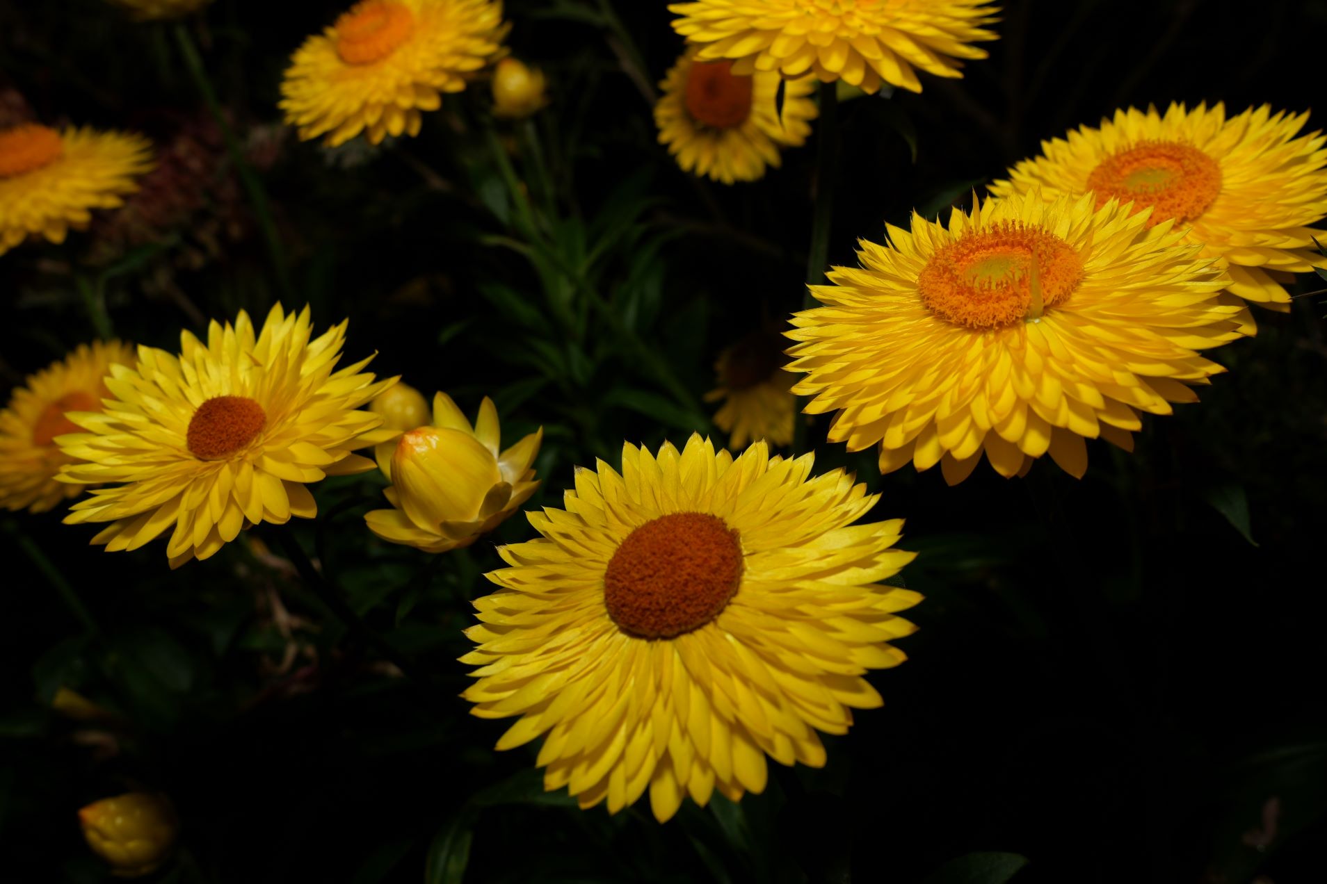 Bright yellow flowers with dark green foliage.