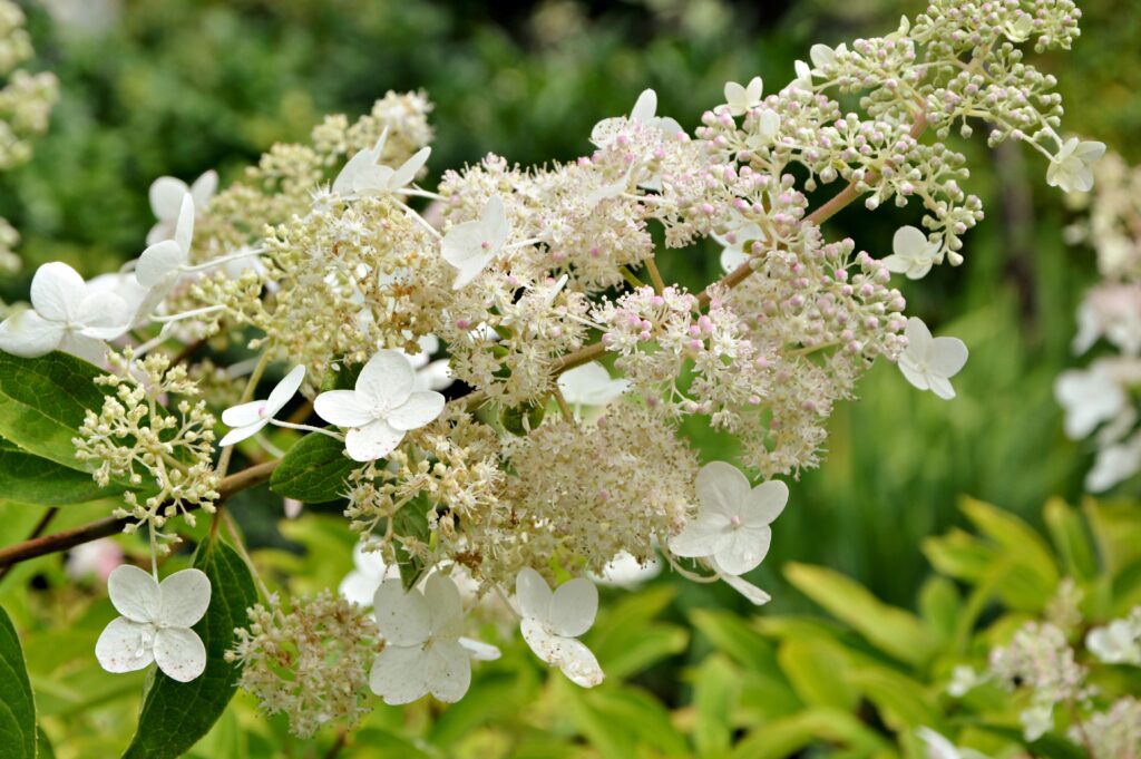 Close up of creamy white flowers with green leaves.