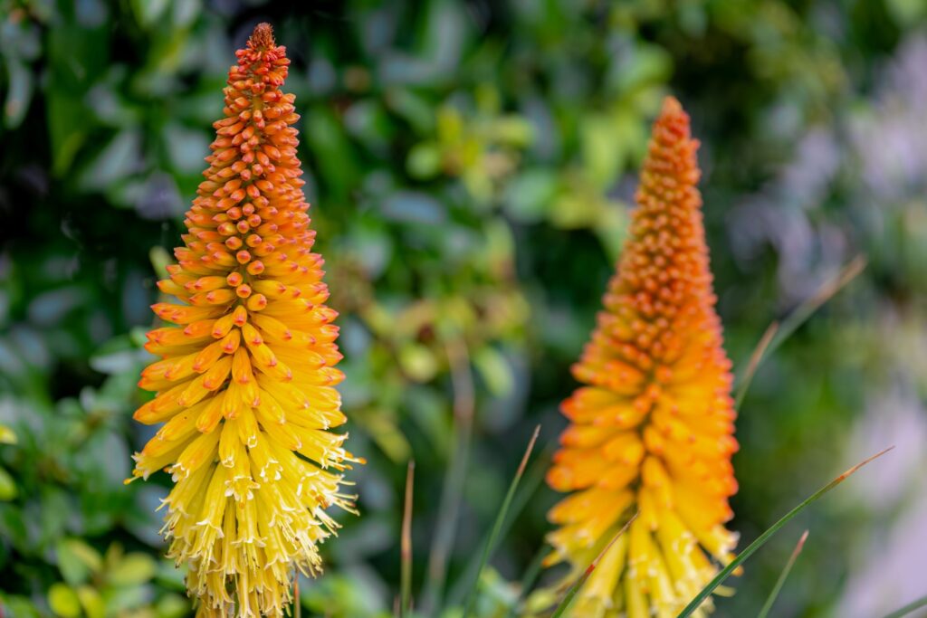 Bright orange and red flowers on a long stem.