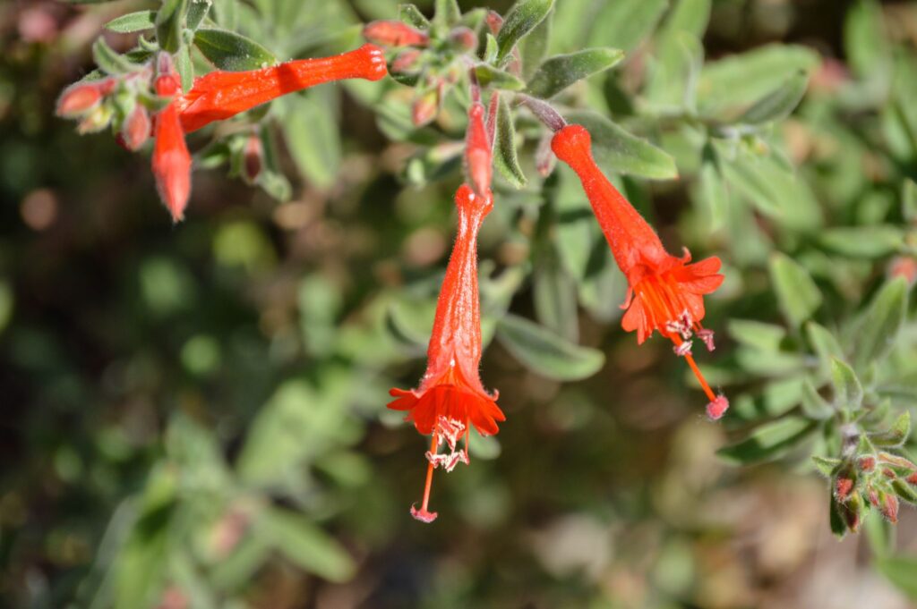 Hairy, grey-green leaves and narrowly trumpet-shaped bright orange-red flowers.