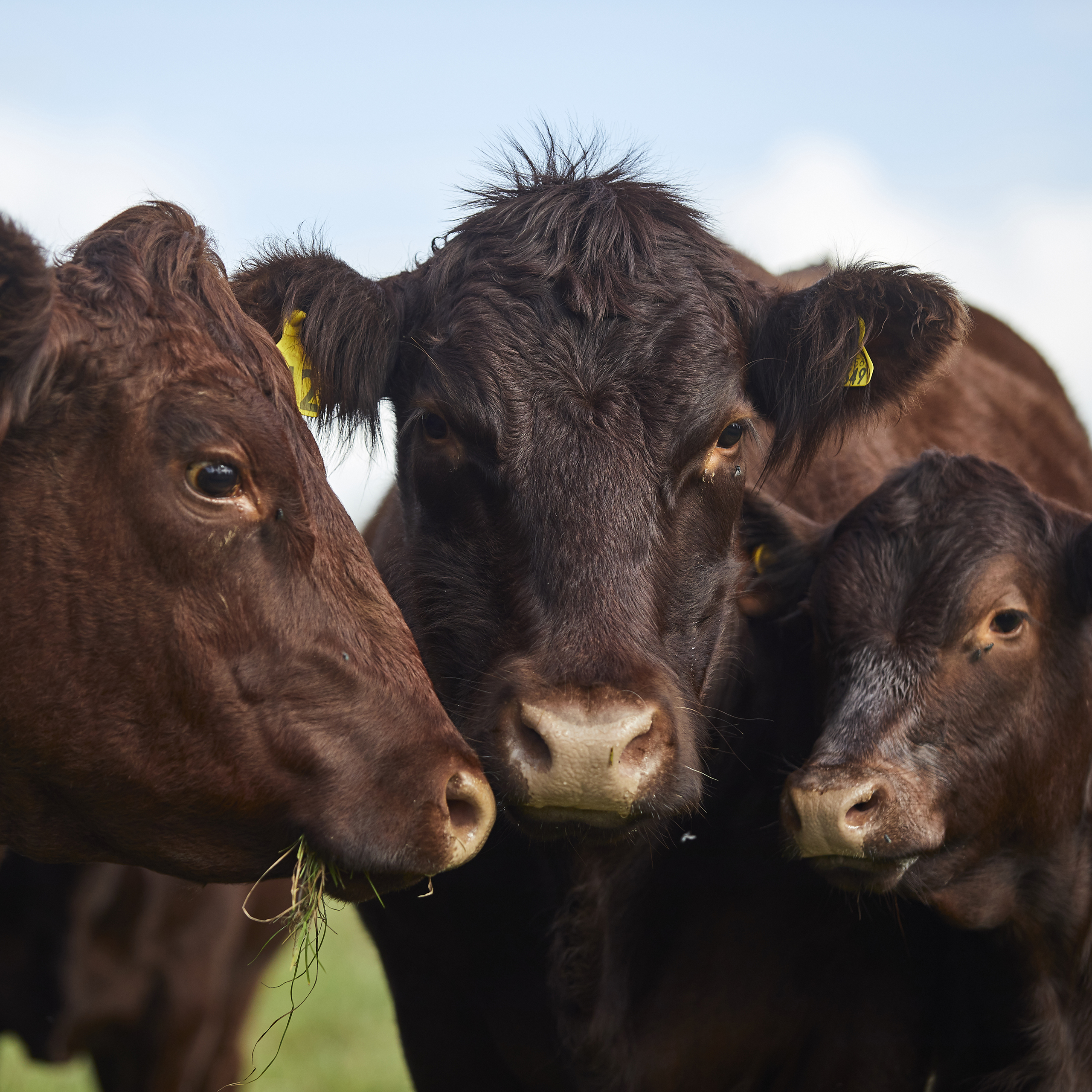 A group of three Sussex herd cows.