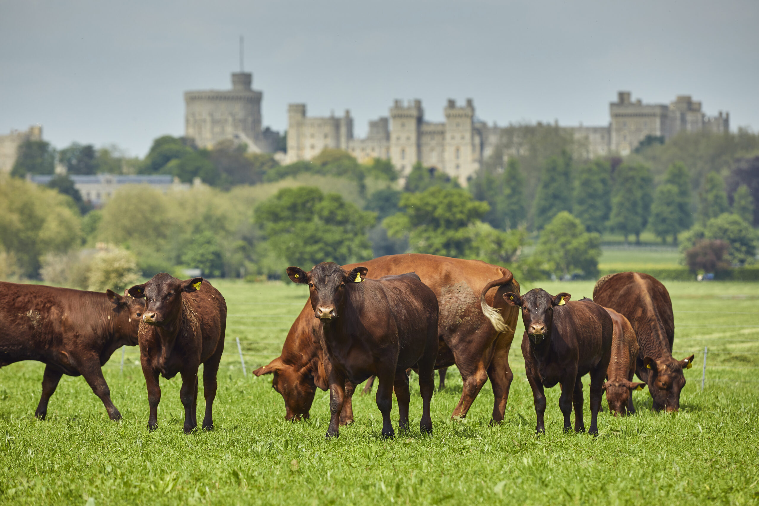 Cows from a pedigree Sussex beef herd graze with Windsor Castle in the background.