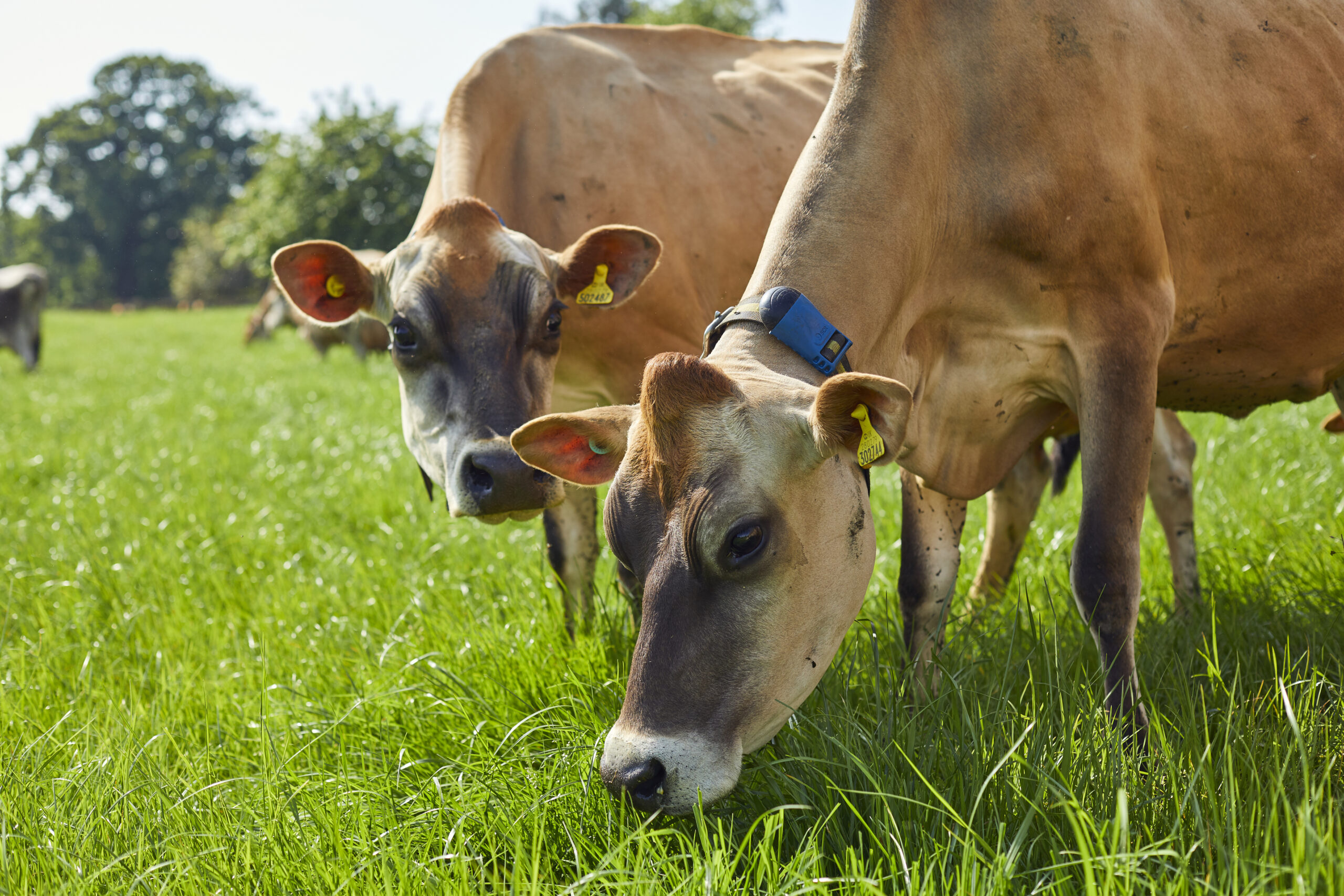 Jersey Cows feeding on grass in a field.