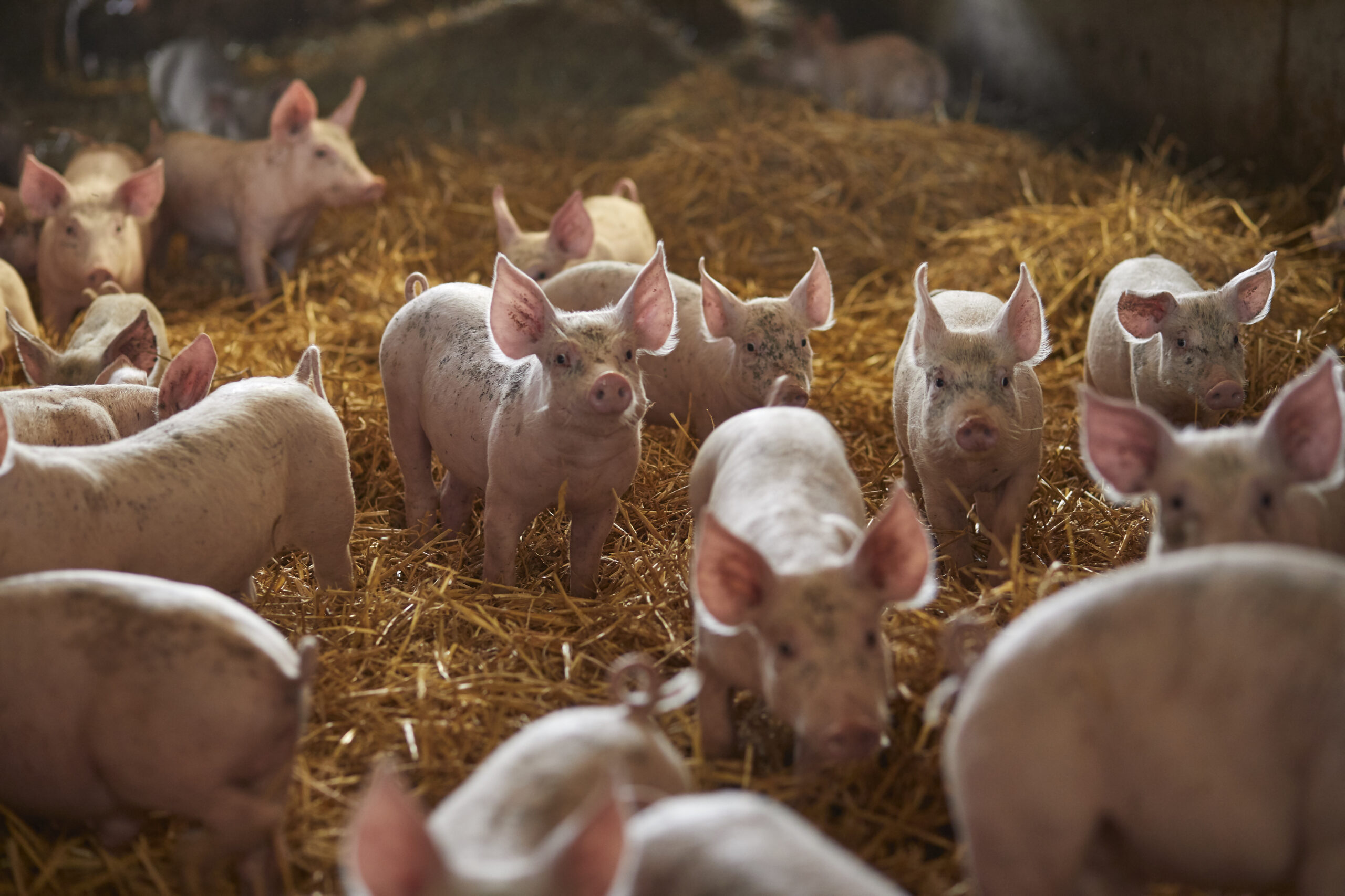 A group of piglets standing in straw.